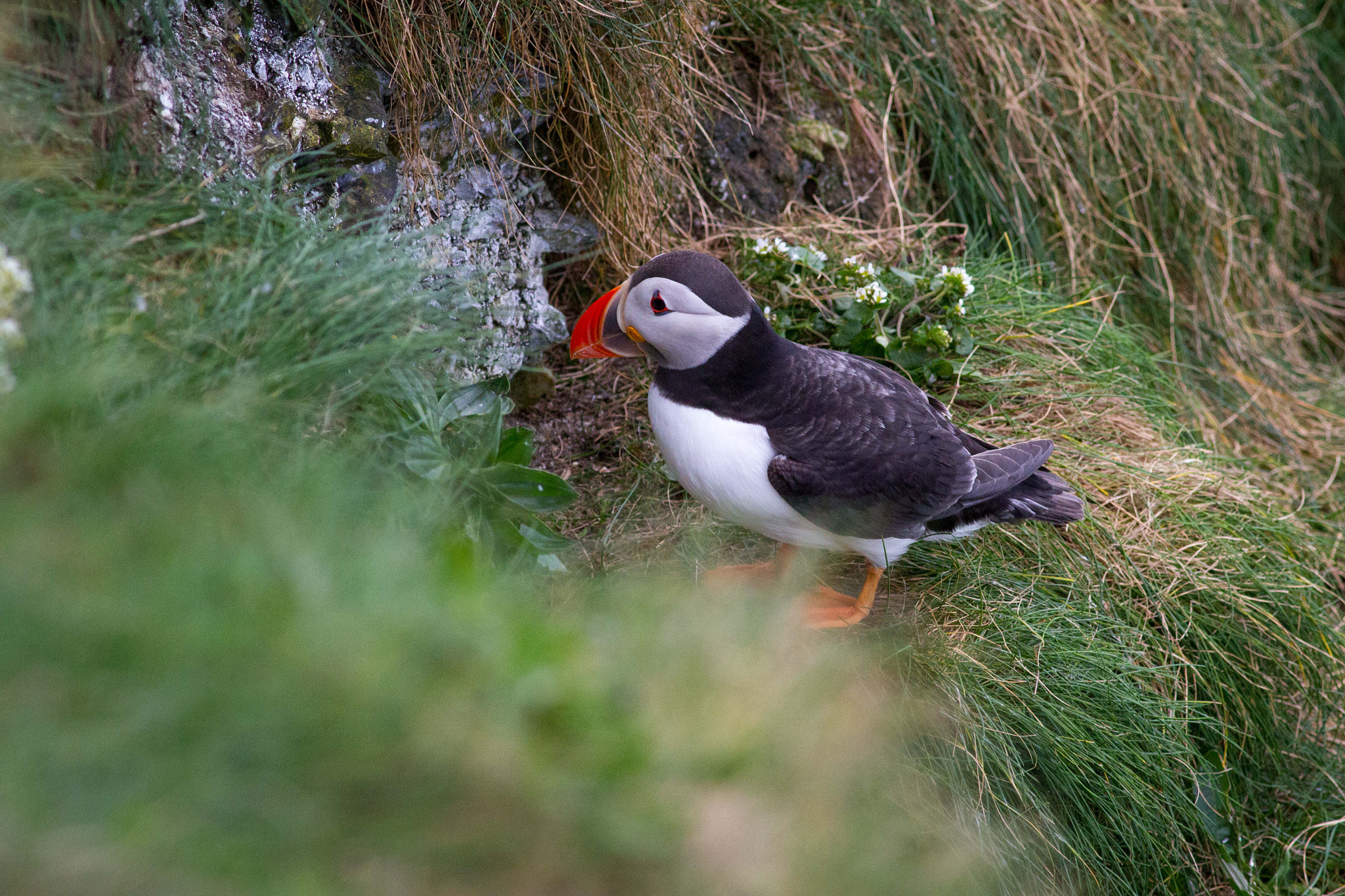 Canon EOS 7D + Canon EF 400mm F5.6L USM sample photo. Puffin photography