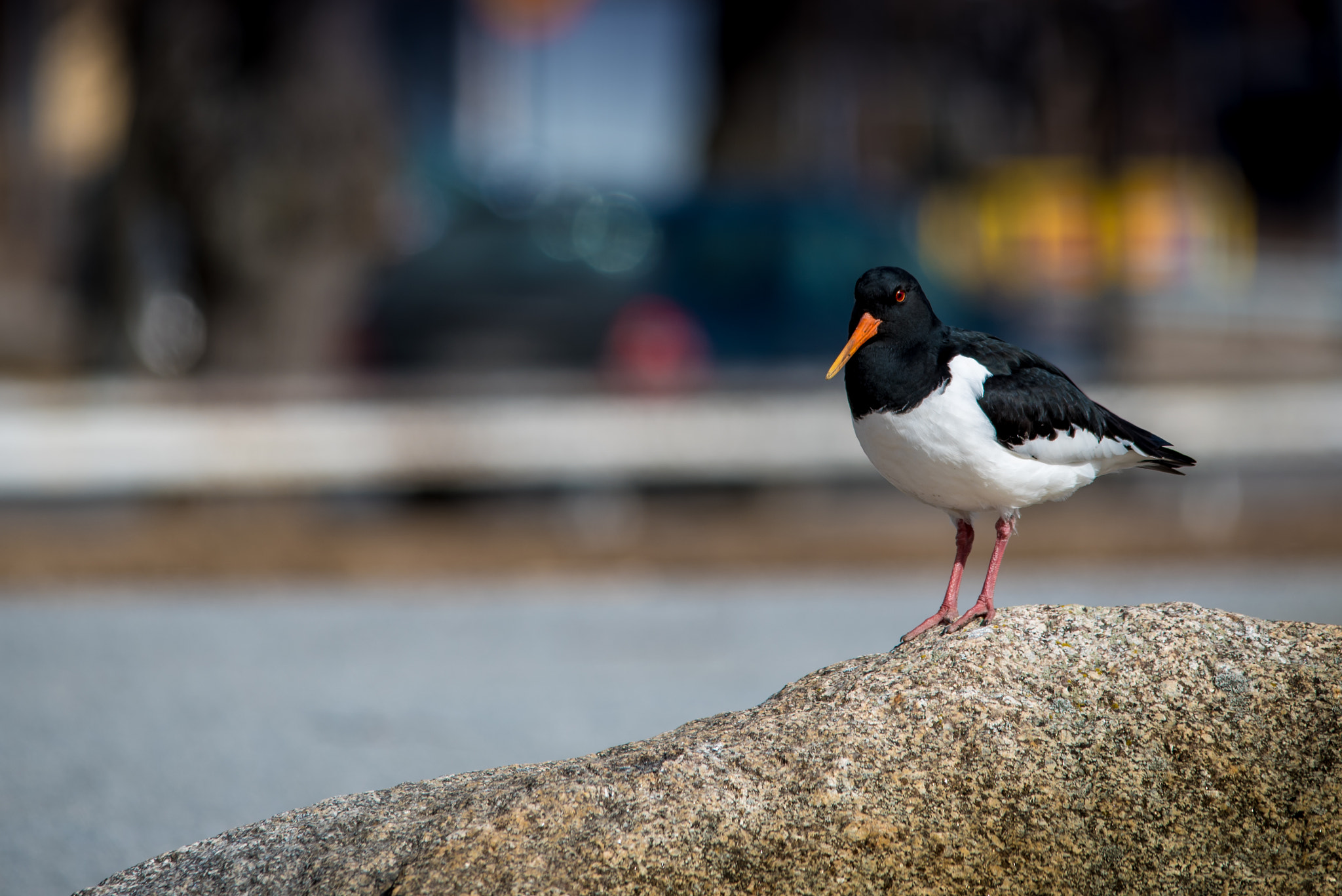 Sigma 150-500mm F5-6.3 DG OS HSM sample photo. No red-eye-correction photography