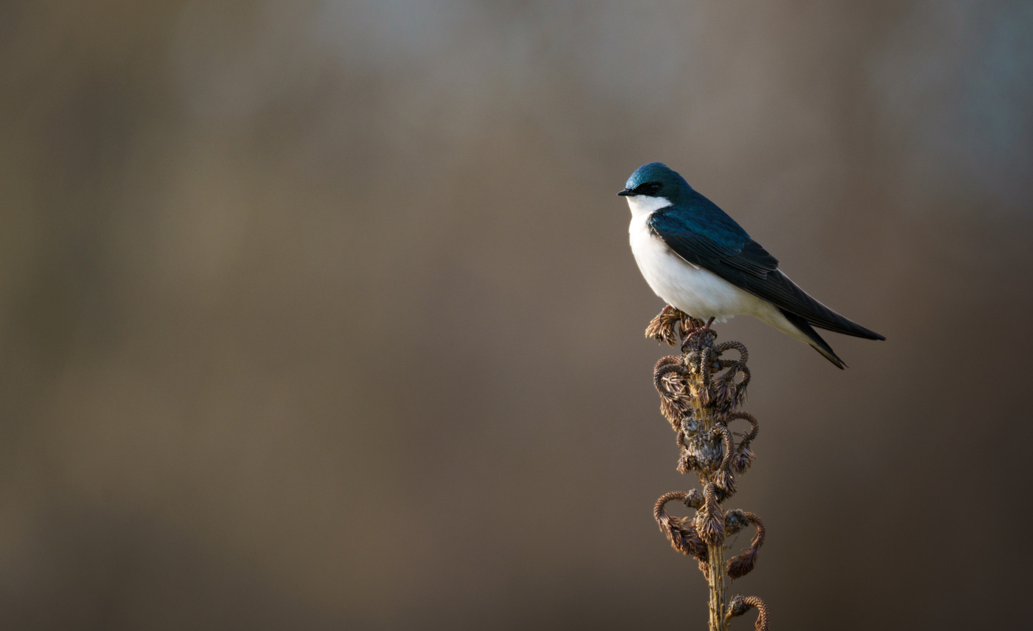 150-600mm F5-6.3 DG OS HSM | Sports 014 sample photo. Tree swallow photography