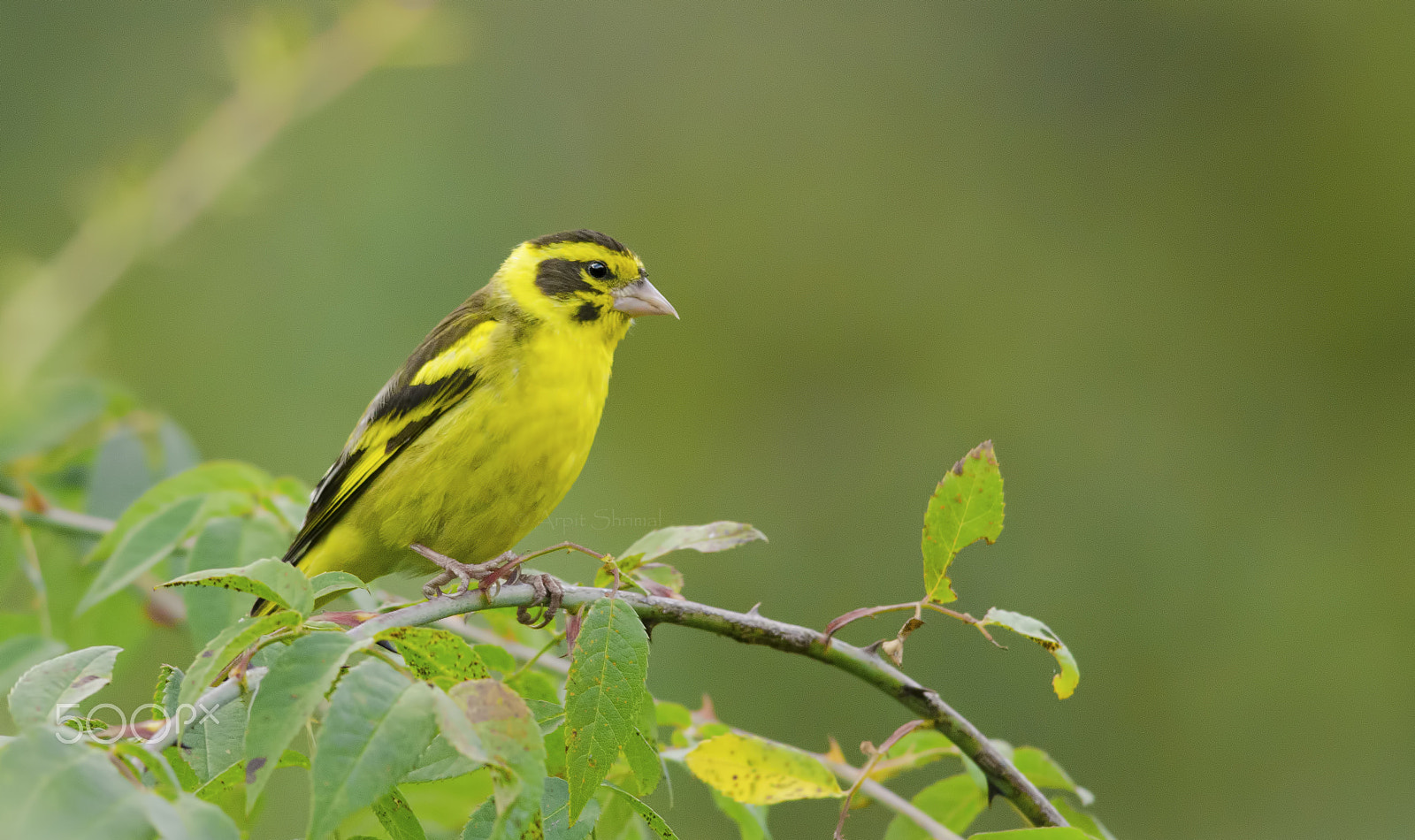 Nikon AF-S Nikkor 300mm F4D ED-IF sample photo. Yellow-breasted green finch photography
