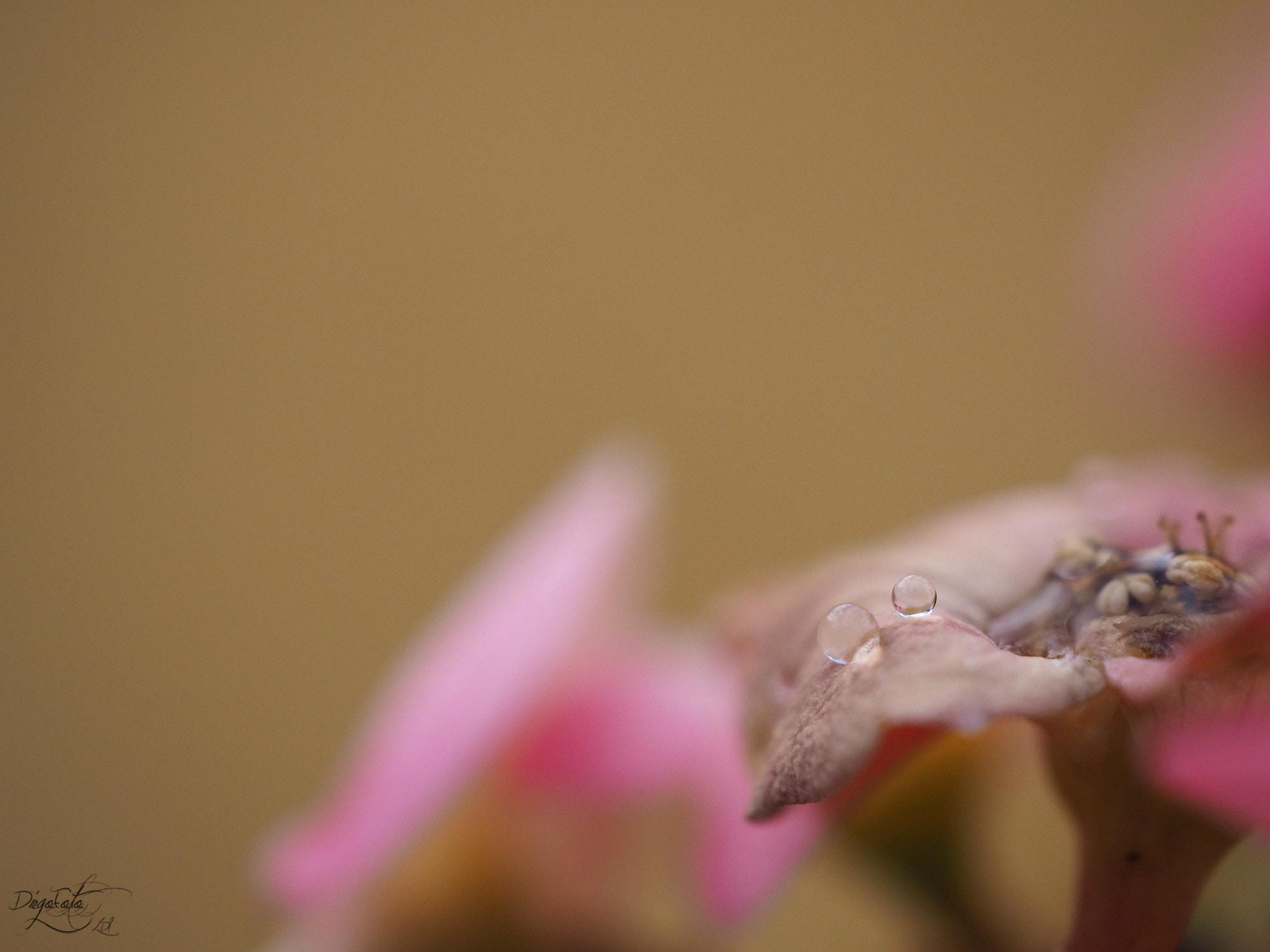 Olympus OM-D E-M10 II + Olympus M.Zuiko Digital ED 30mm F3.5 Macro sample photo. Gota de agua sobre euphorbia milii. photography