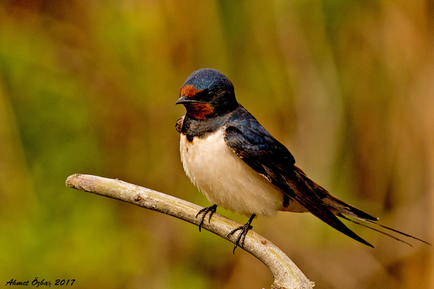 Nikon AF-S Nikkor 200-500mm F5.6E ED VR sample photo. Barn swallow photography