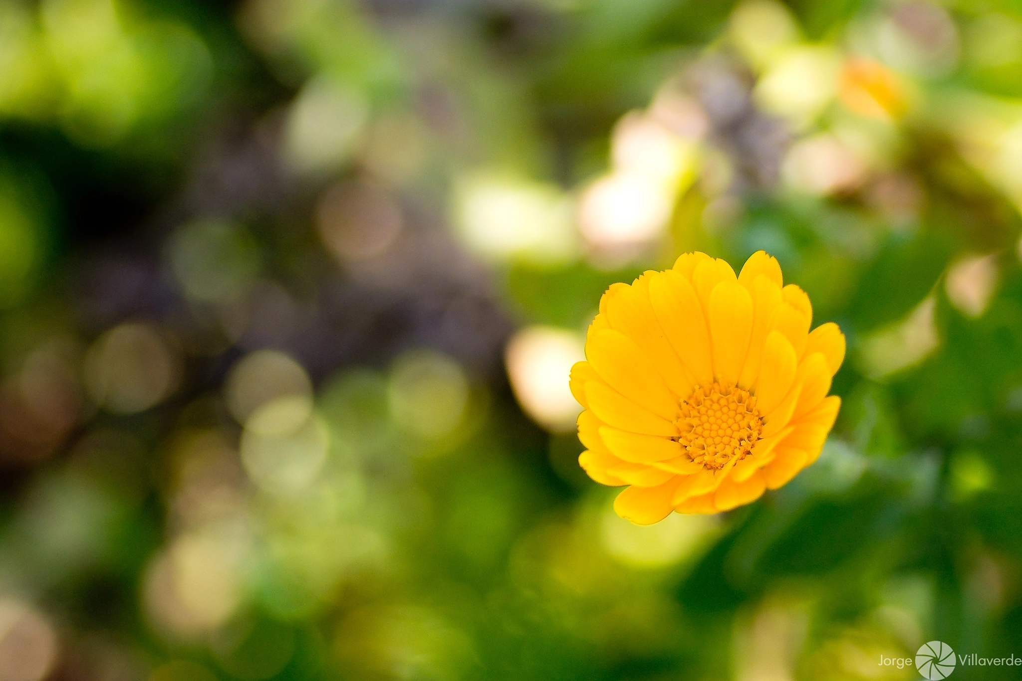 Nikon D7100 sample photo. Flores de colores photography