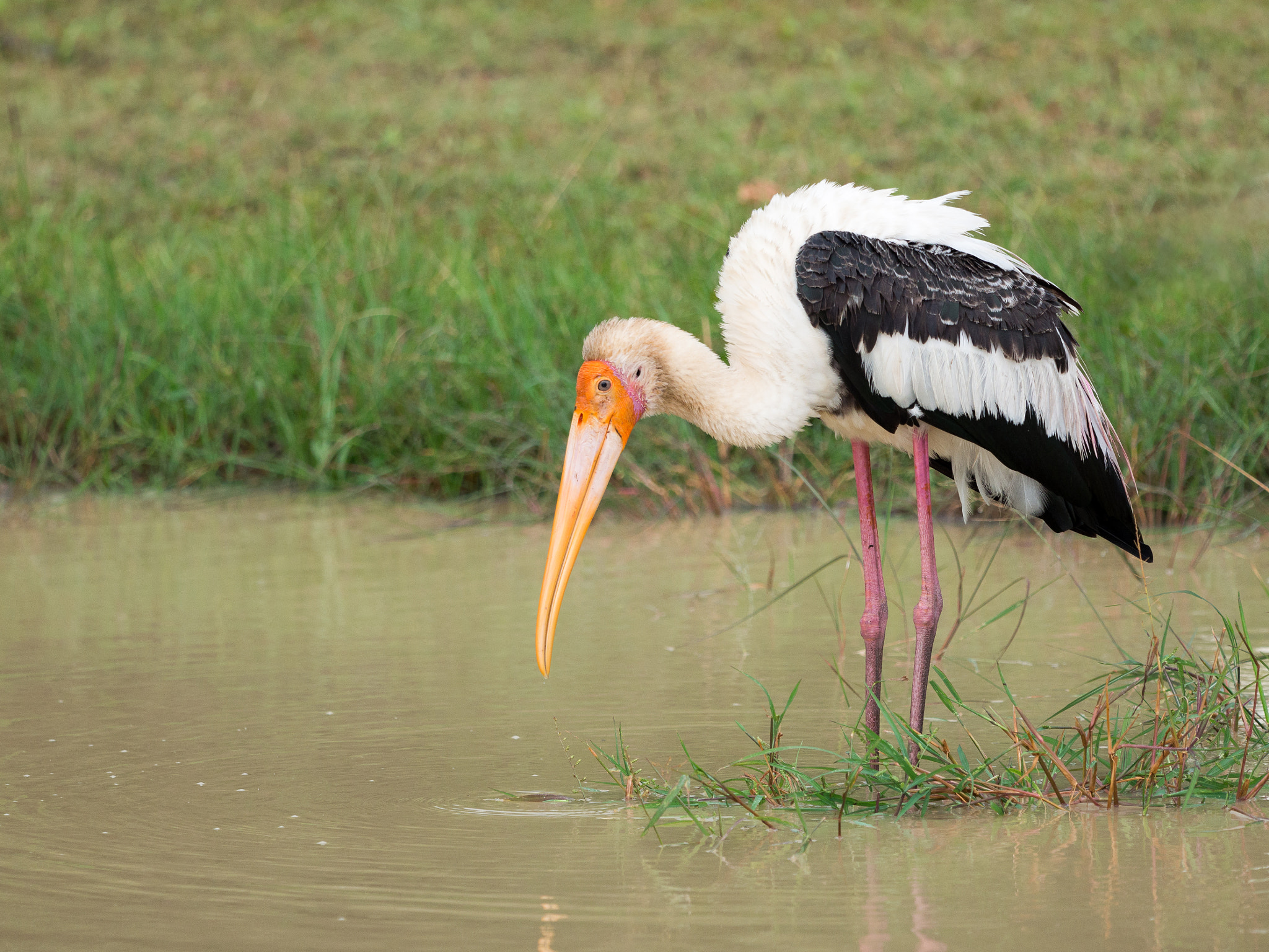 Olympus OM-D E-M1 sample photo. Painted stork photography