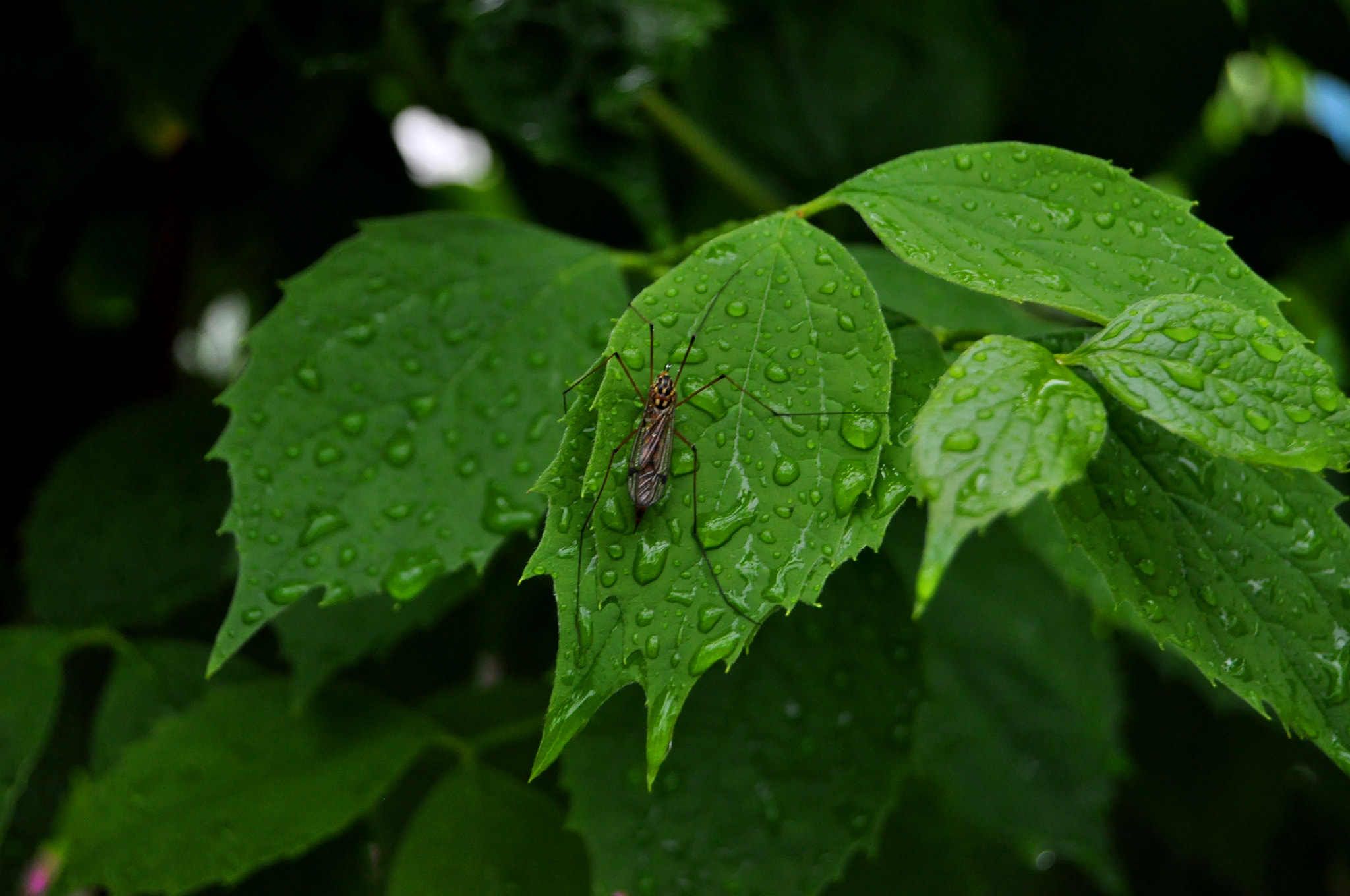 Nikon D5000 sample photo. Rain photography