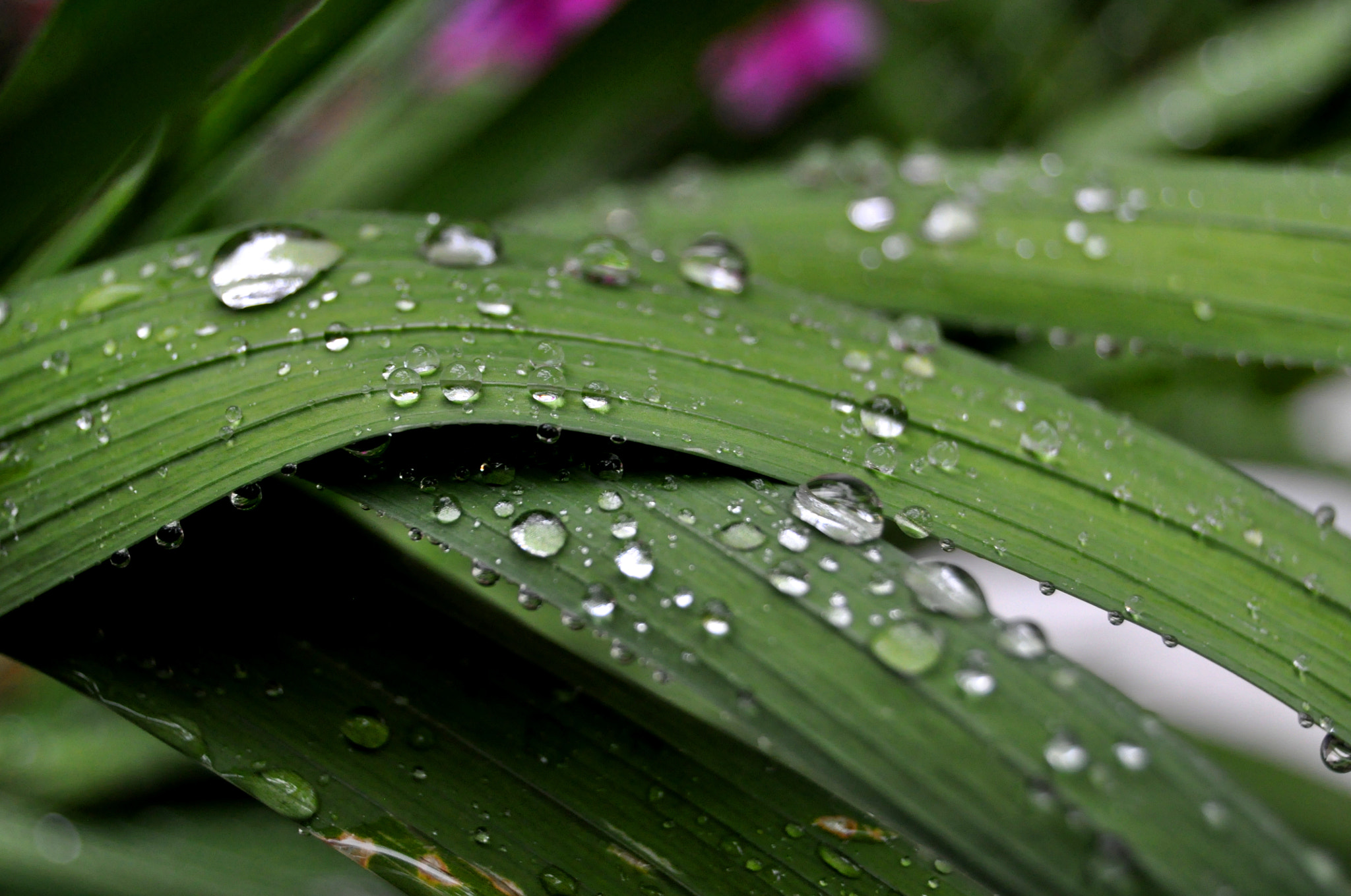 Nikon D5000 sample photo. Rain photography