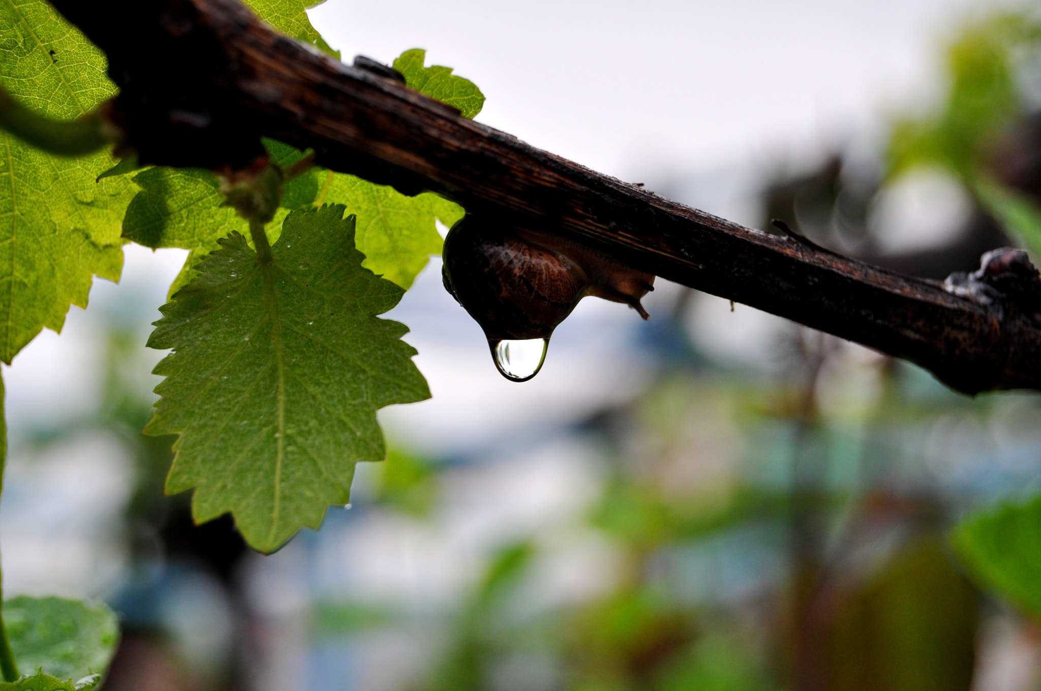 Nikon D5000 sample photo. Rain photography