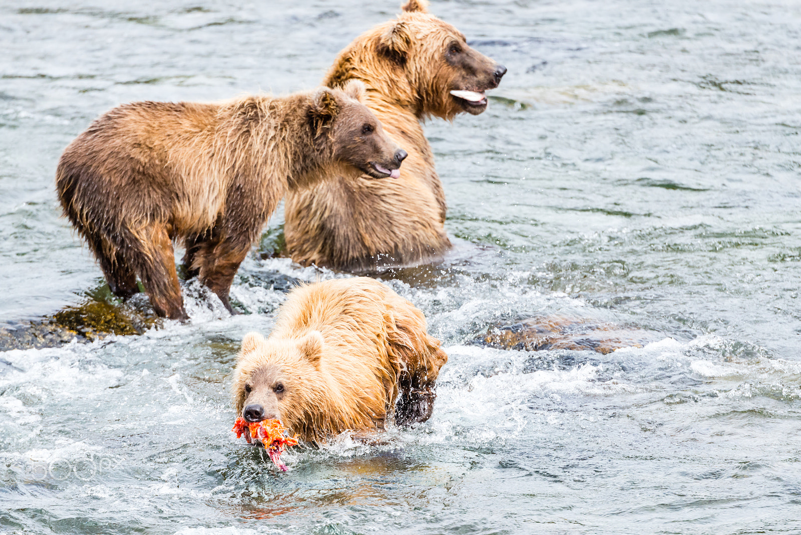 Nikon D800 sample photo. My salmon! photography