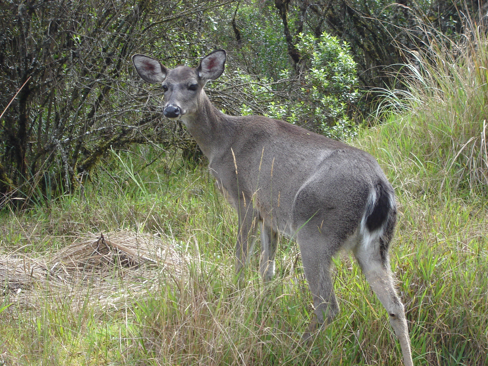 Sony DSC-S90 sample photo. Deer photography