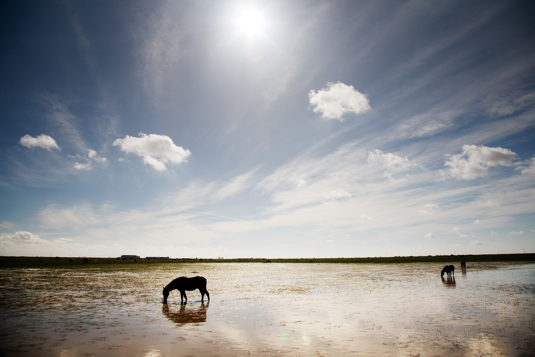 Canon EOS 5D + Canon EF 24-105mm F4L IS USM sample photo. Horses grazing freely on doñana marshland, andalusia, spain photography