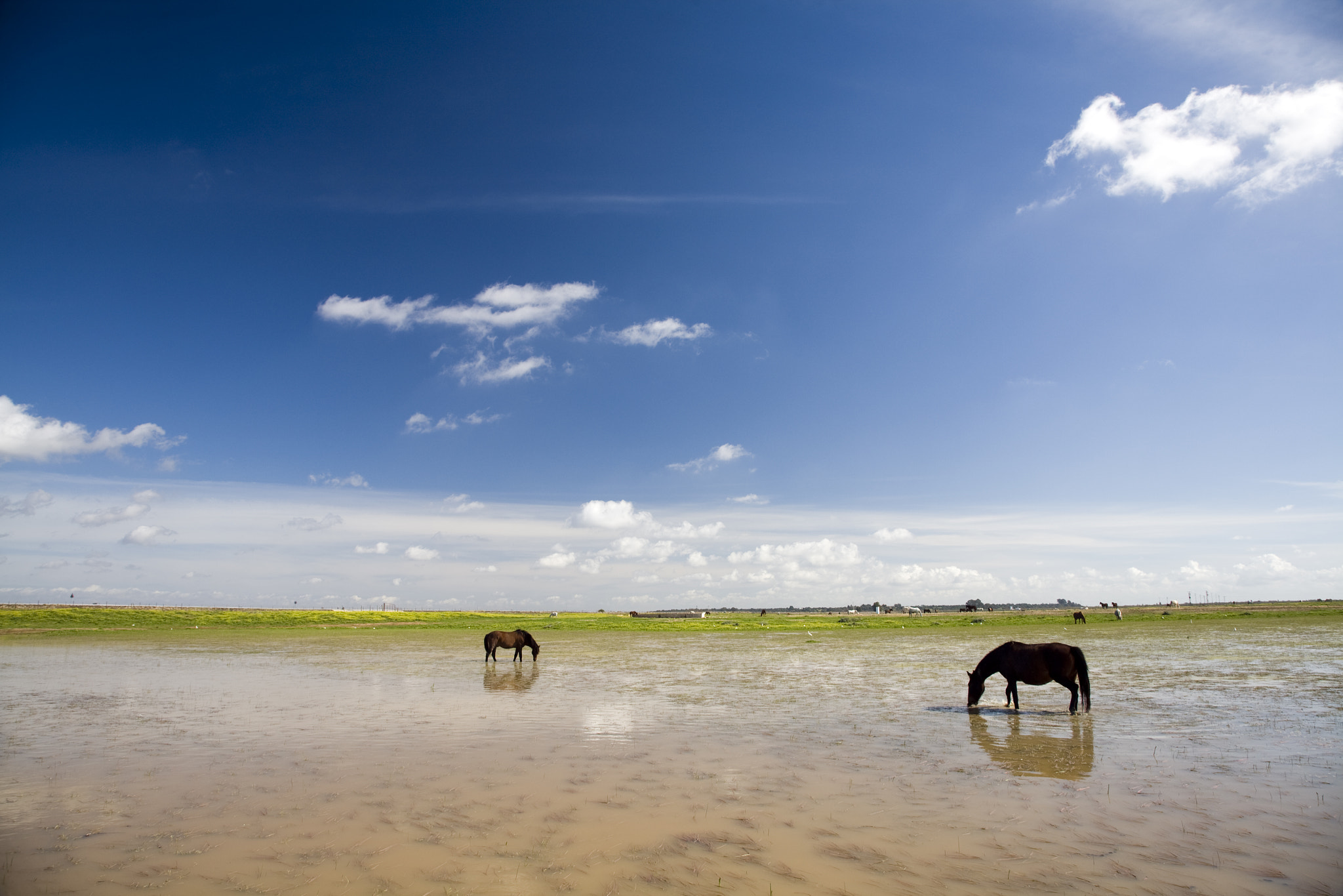 Canon EOS 5D + Canon EF 24-105mm F4L IS USM sample photo. Horses grazing freely on doñana marshland, andalusia, spain photography