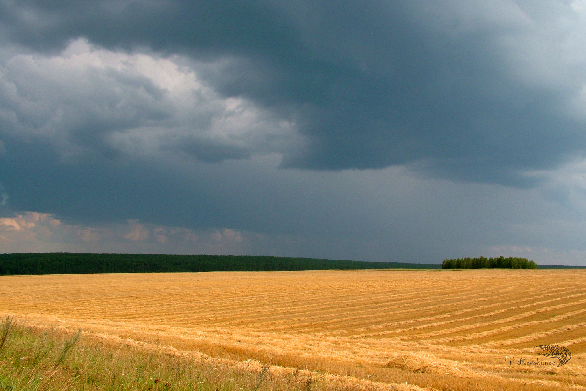 Fujifilm FinePix S7000 sample photo. Золотое поле. / gold field. photography