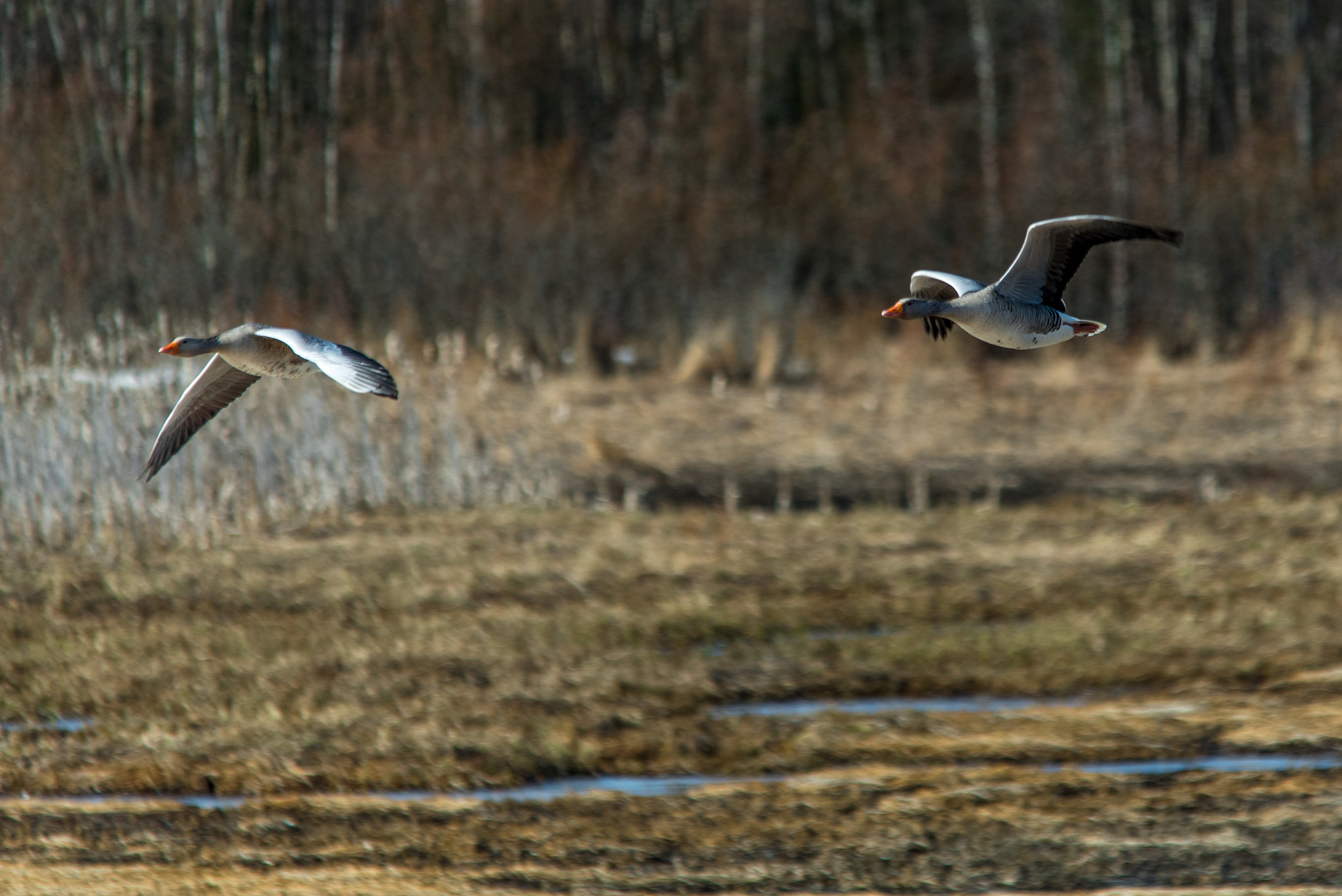Sigma 150-500mm F5-6.3 DG OS HSM sample photo. Flying away photography