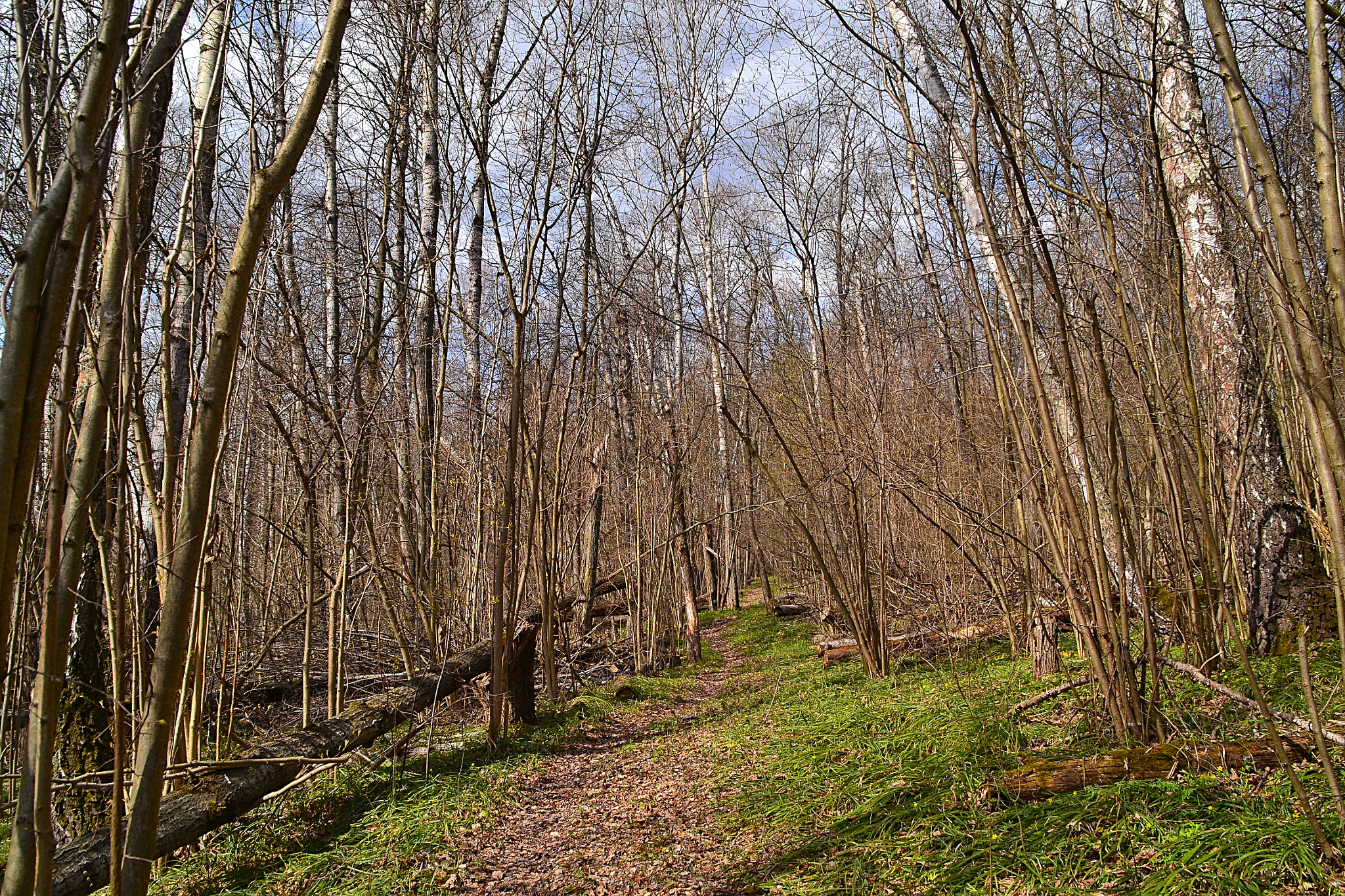 Nikon D3100 sample photo. Birch-aspen forest photography