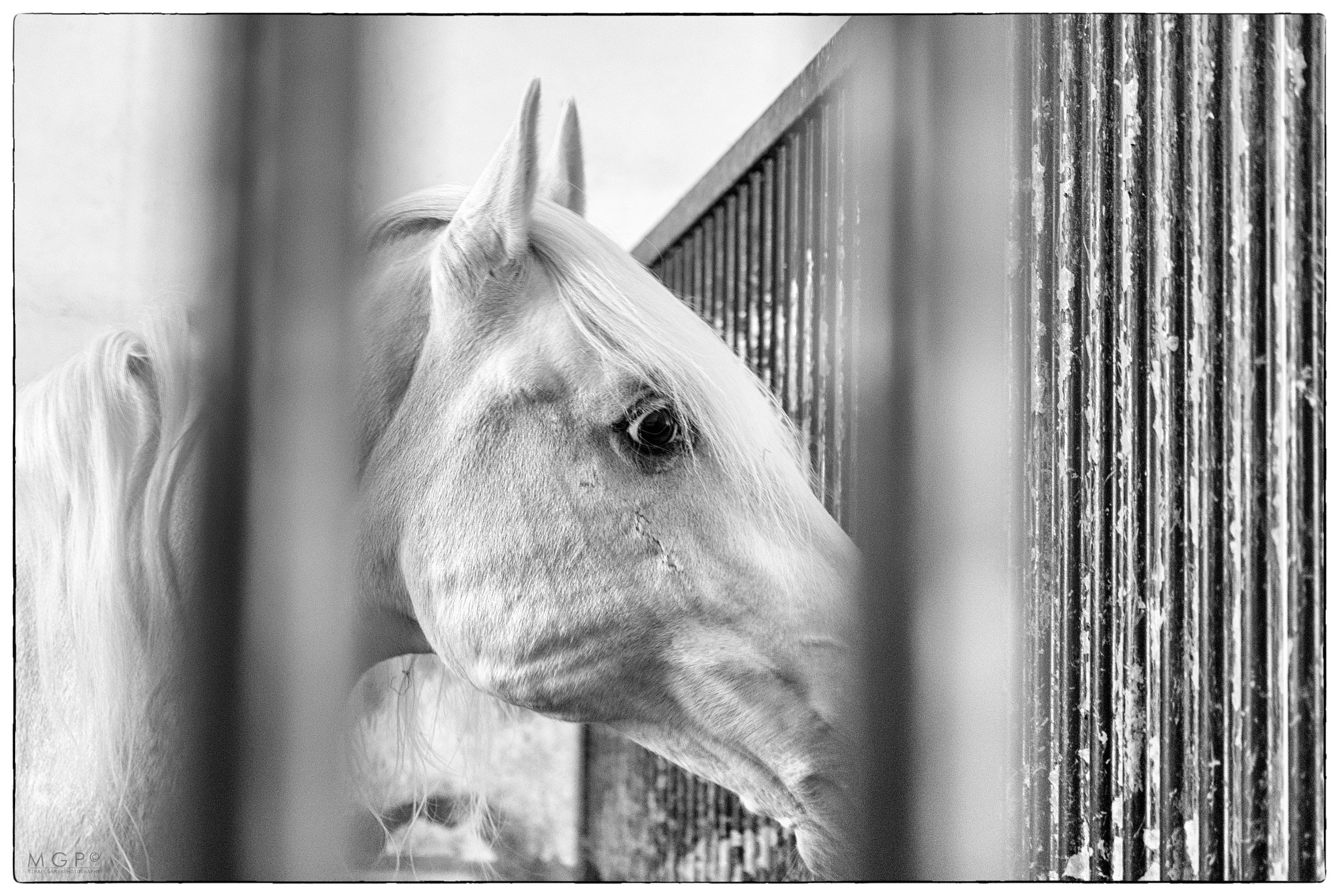 Sigma 17-50mm F2.8 EX DC OS HSM sample photo. Lipizzaner favory canissa xxii photography