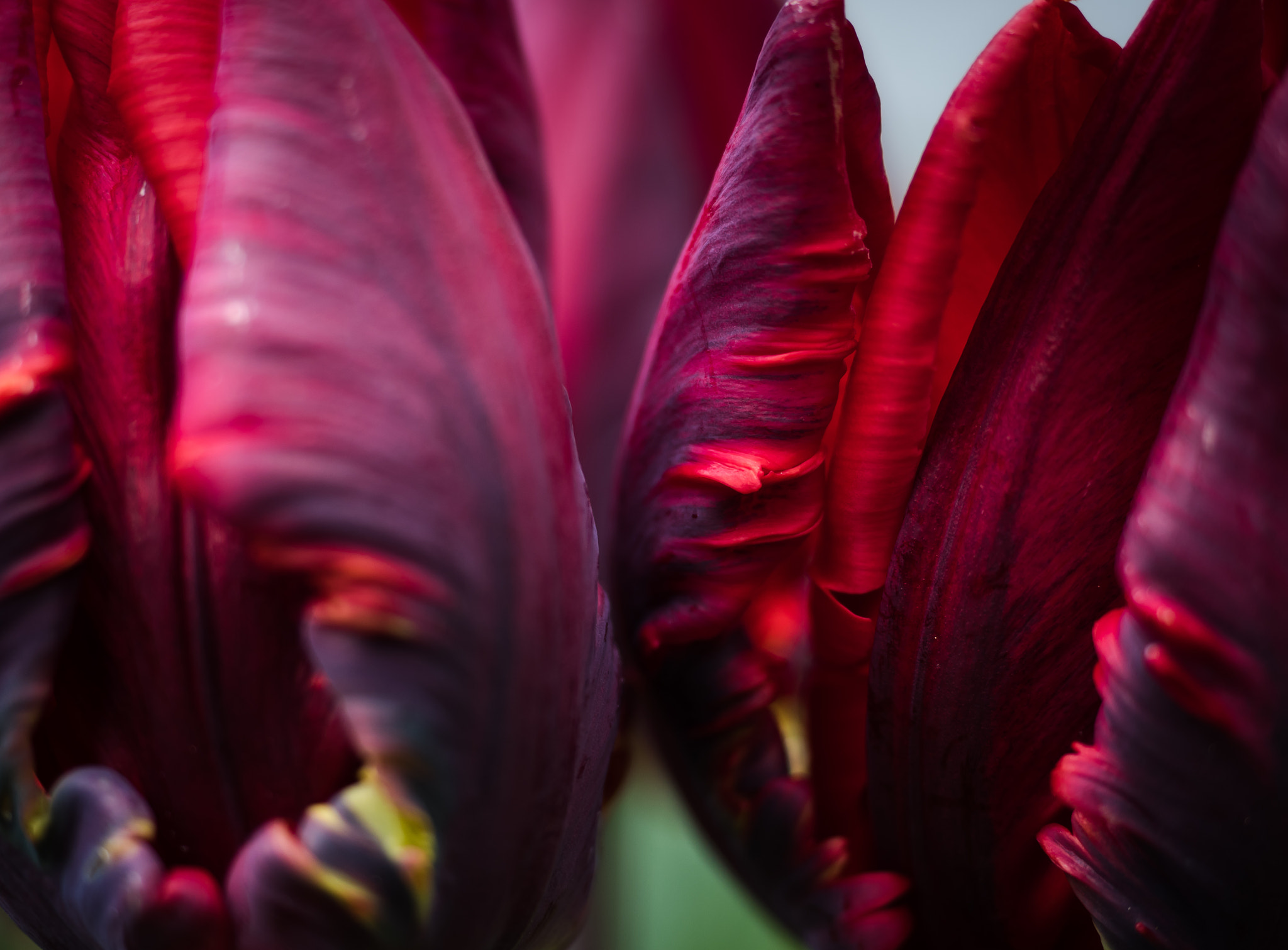Olympus OM-D E-M5 II + Olympus M.Zuiko Digital ED 12-40mm F2.8 Pro sample photo. Red or purple red or red-violet ? photography