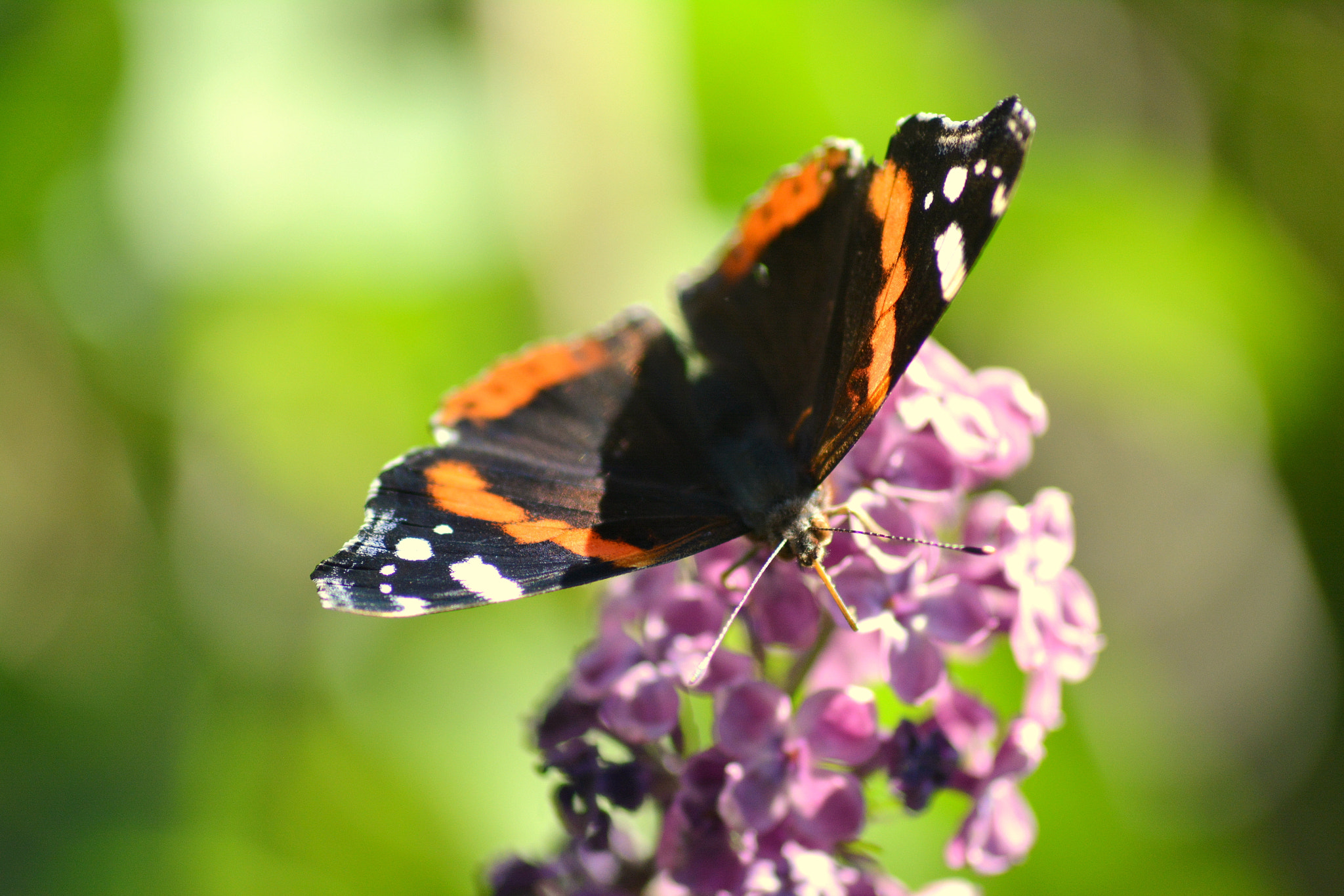 Nikon D5200 sample photo. "quand l'esprit dit abandonne, l'espoir chuchote essaie encore une fois." photography