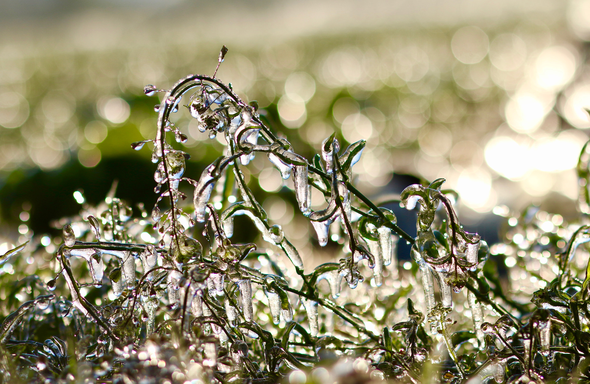 Canon EOS 70D + Canon EF 85mm F1.8 USM sample photo. Frozen structure photography