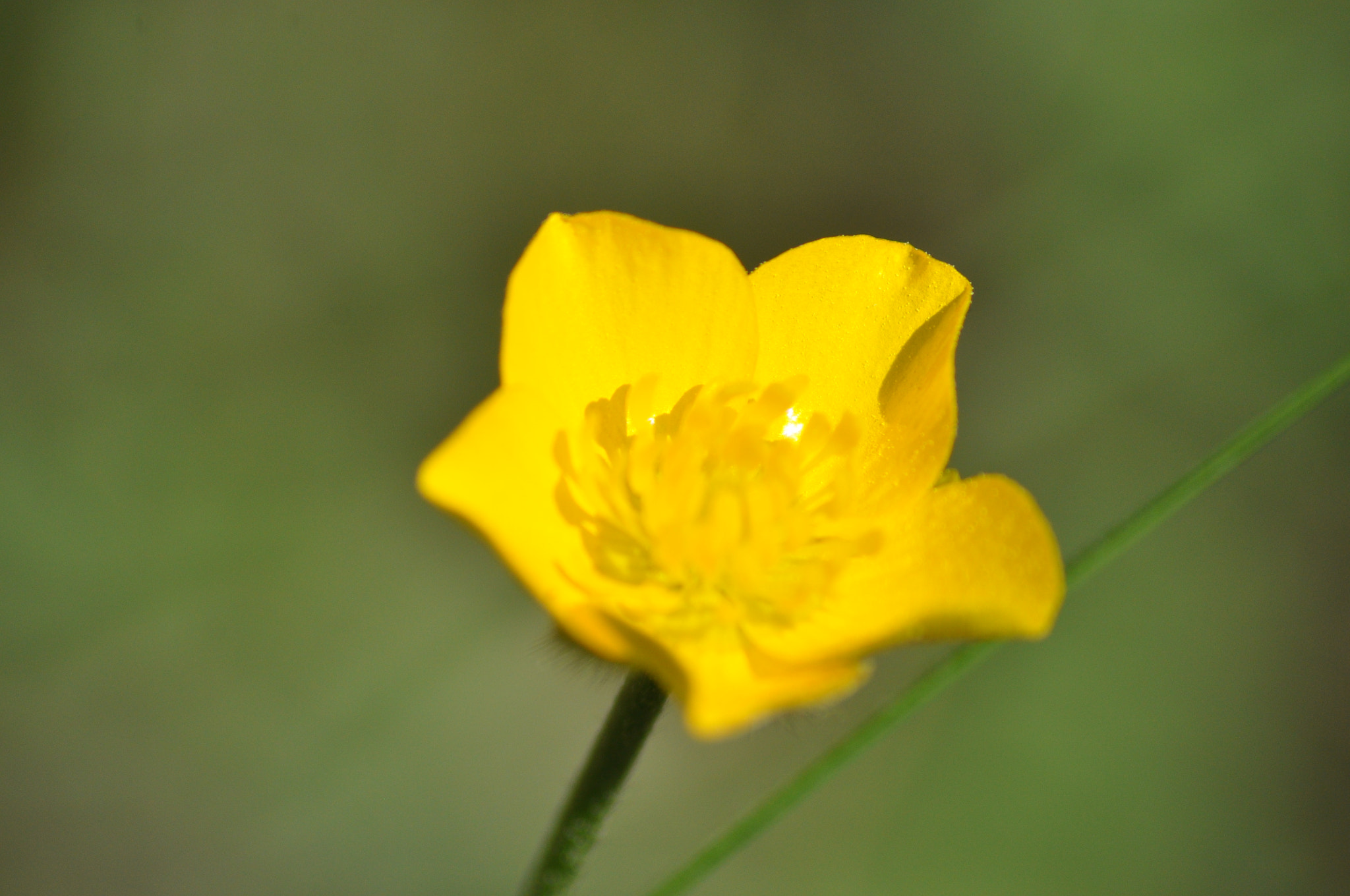 Nikon D5000 sample photo. Flower macros photography
