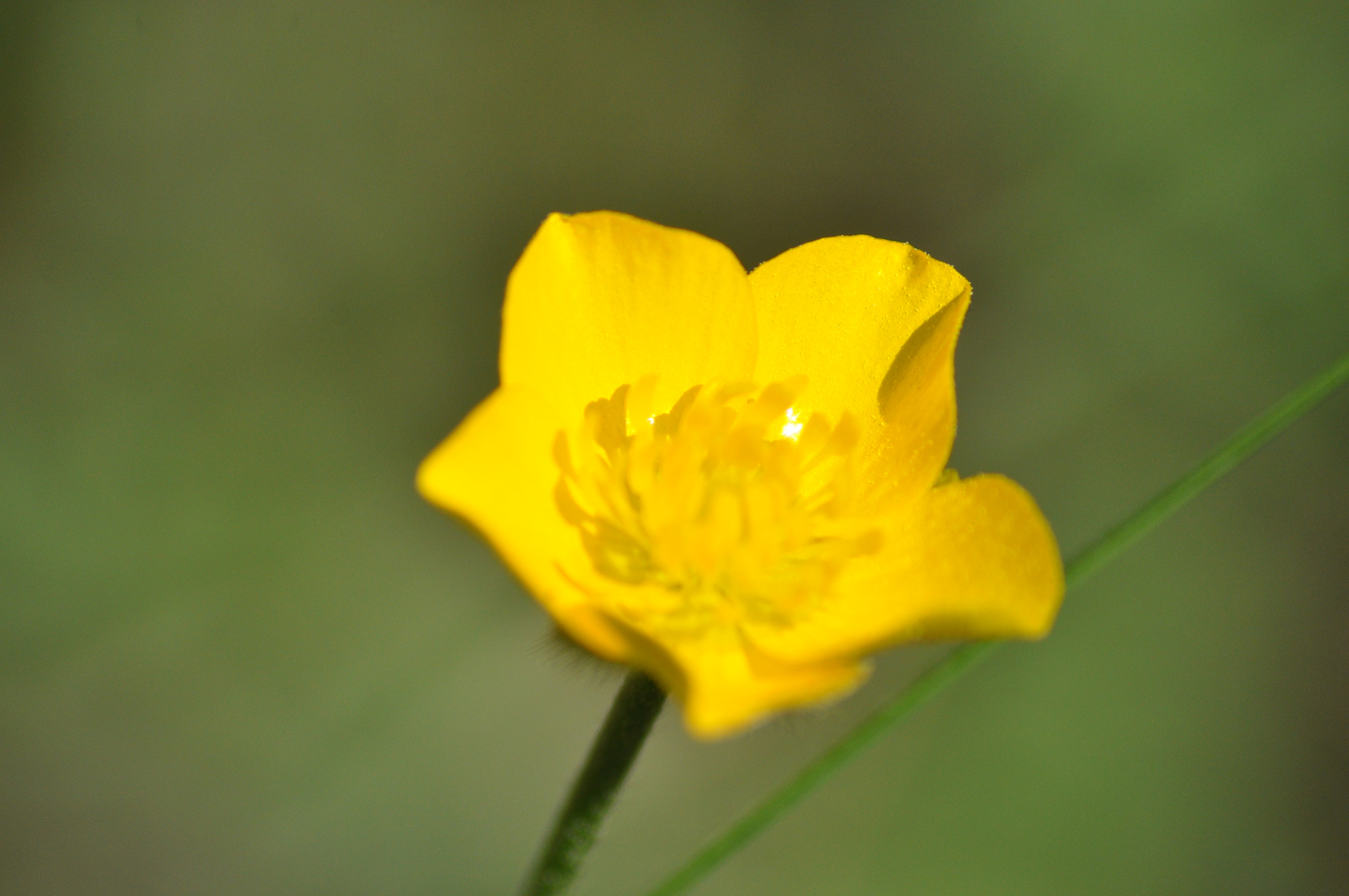 Nikon D5000 + Sigma 70-300mm F4-5.6 APO DG Macro sample photo. Flower macros photography