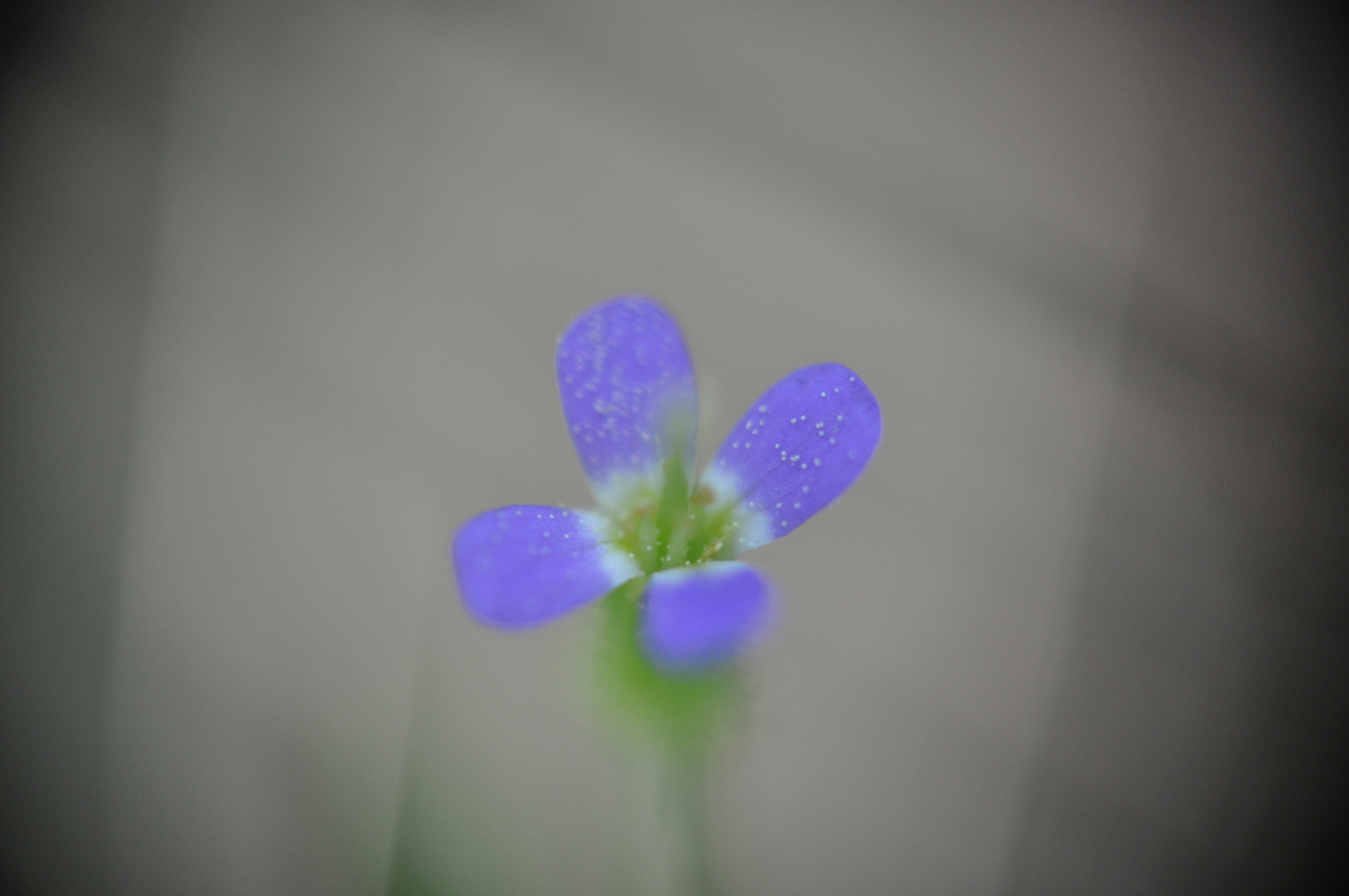 Sigma 70-300mm F4-5.6 APO DG Macro sample photo. Flower macros photography