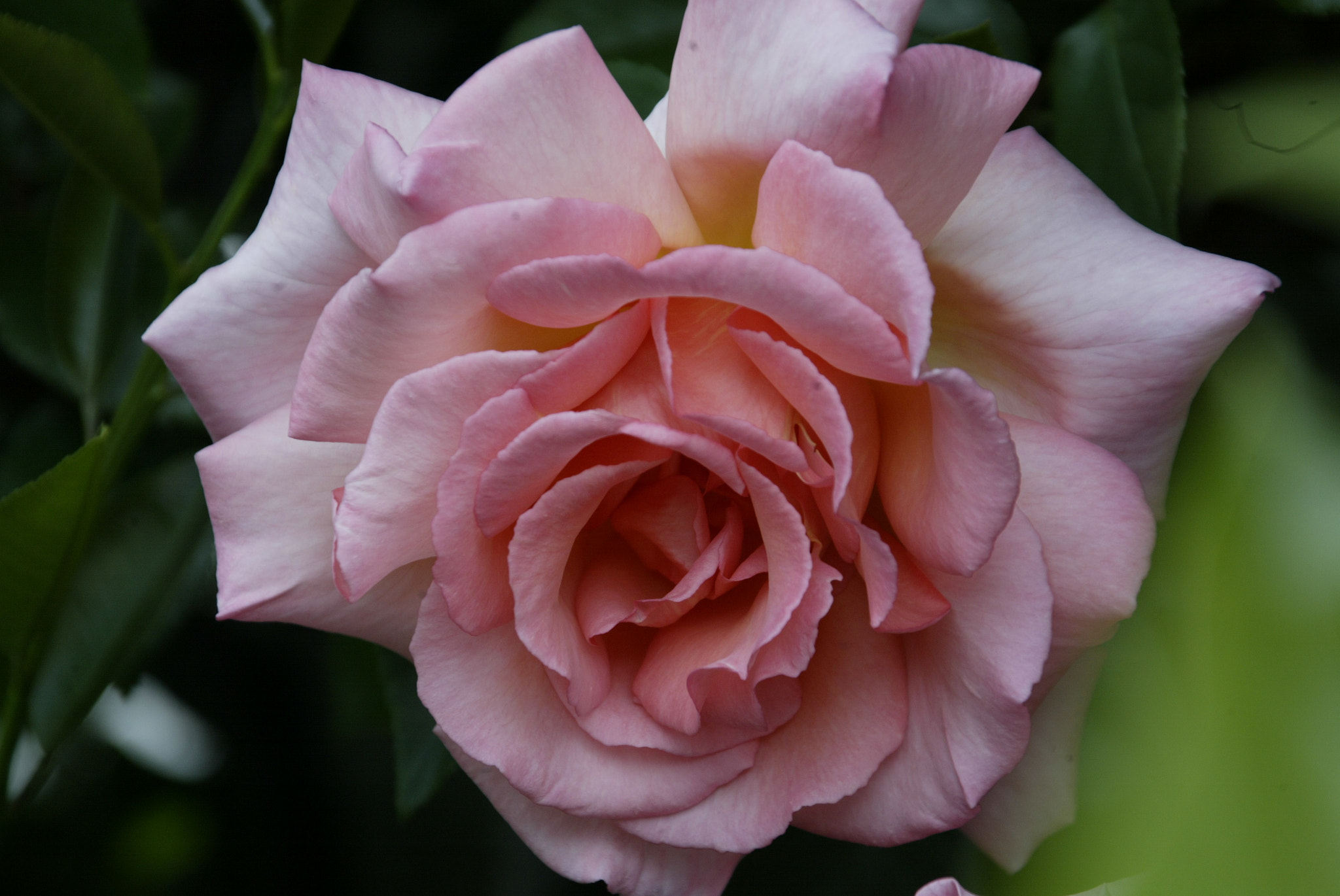 Canon EOS-1D sample photo. Af photography