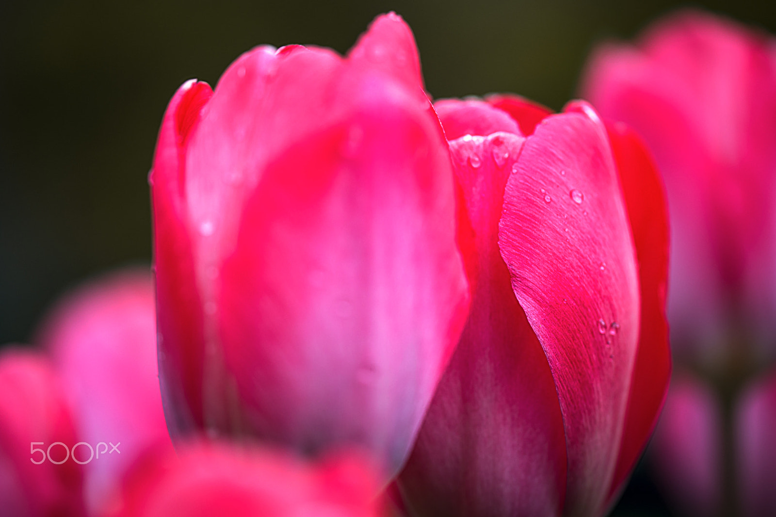 Sony a99 II sample photo. Tulips photography