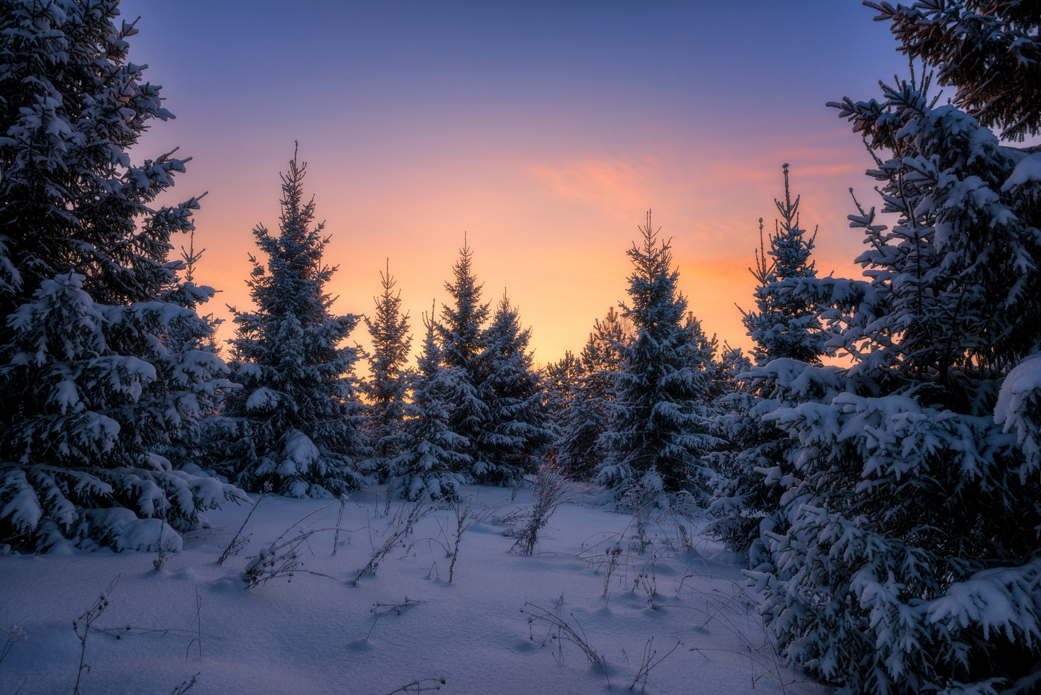 Nikon D610 + Nikon AF-S Nikkor 14-24mm F2.8G ED sample photo. 625. sunset in the fir forest photography