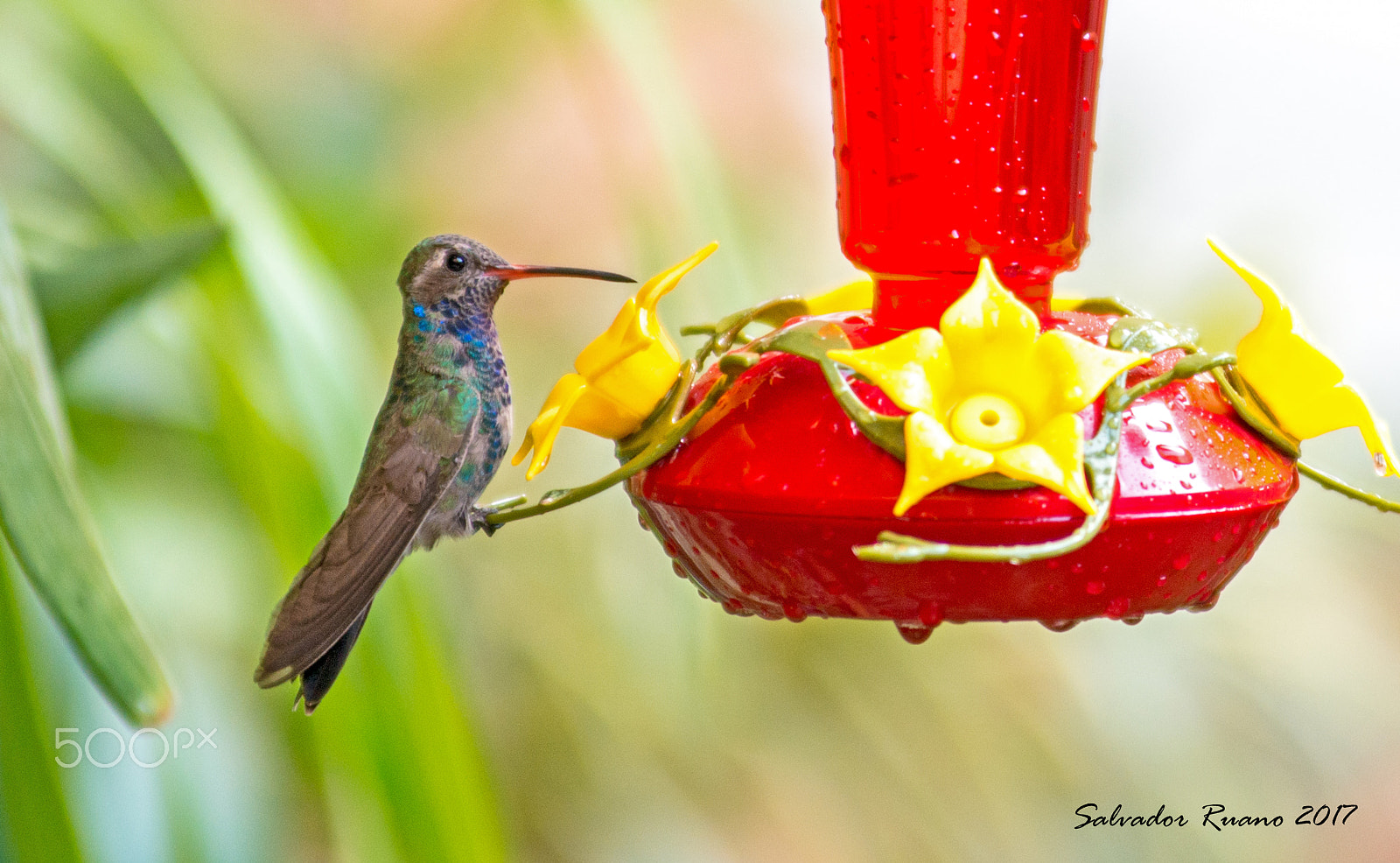 Nikon AF-Nikkor 80-200mm F2.8D ED sample photo. Colibrí photography