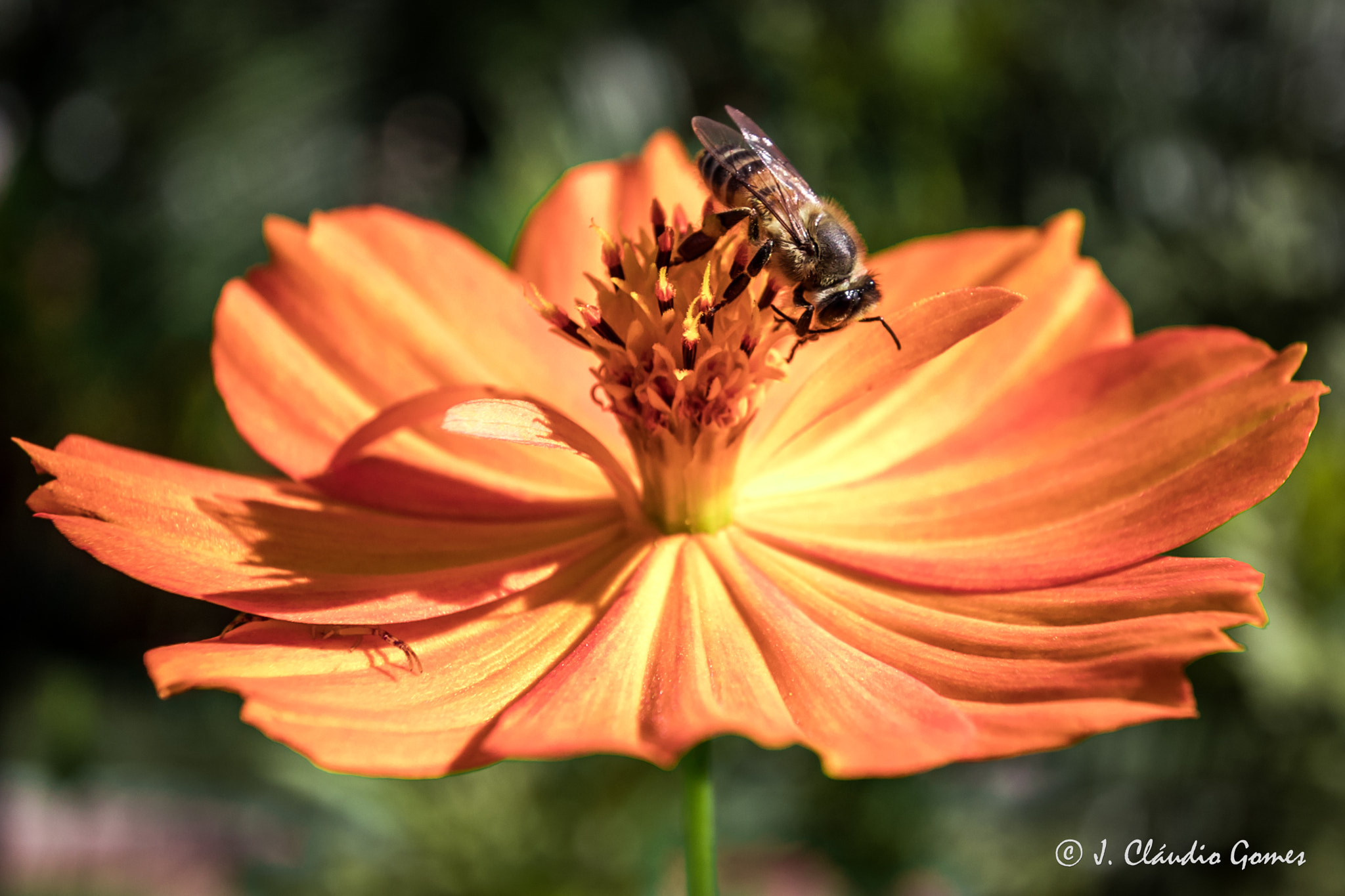 Canon EOS 80D sample photo. Bee in flower photography