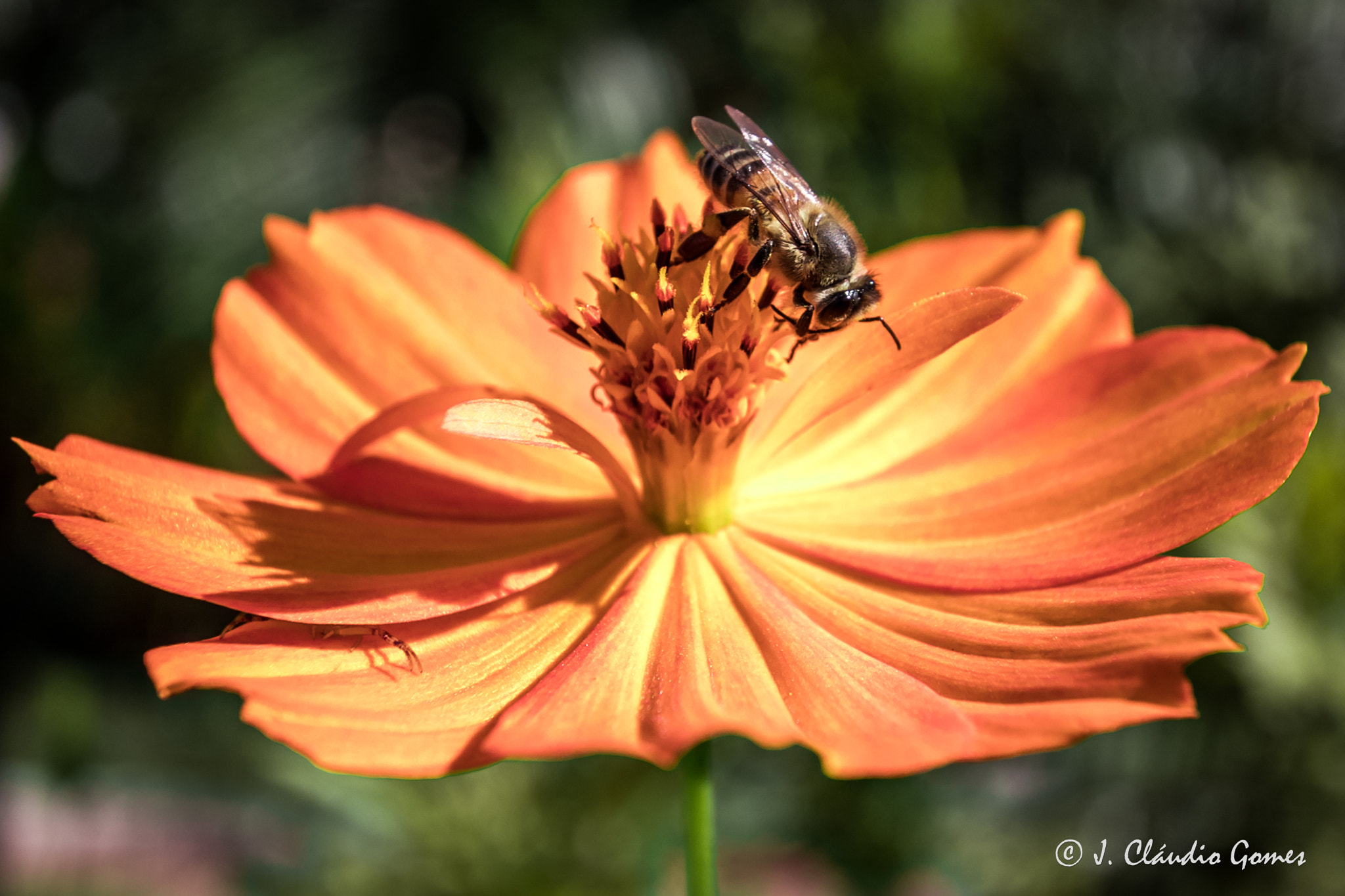Canon EF-S 10-22mm F3.5-4.5 USM sample photo. Bee in flower photography