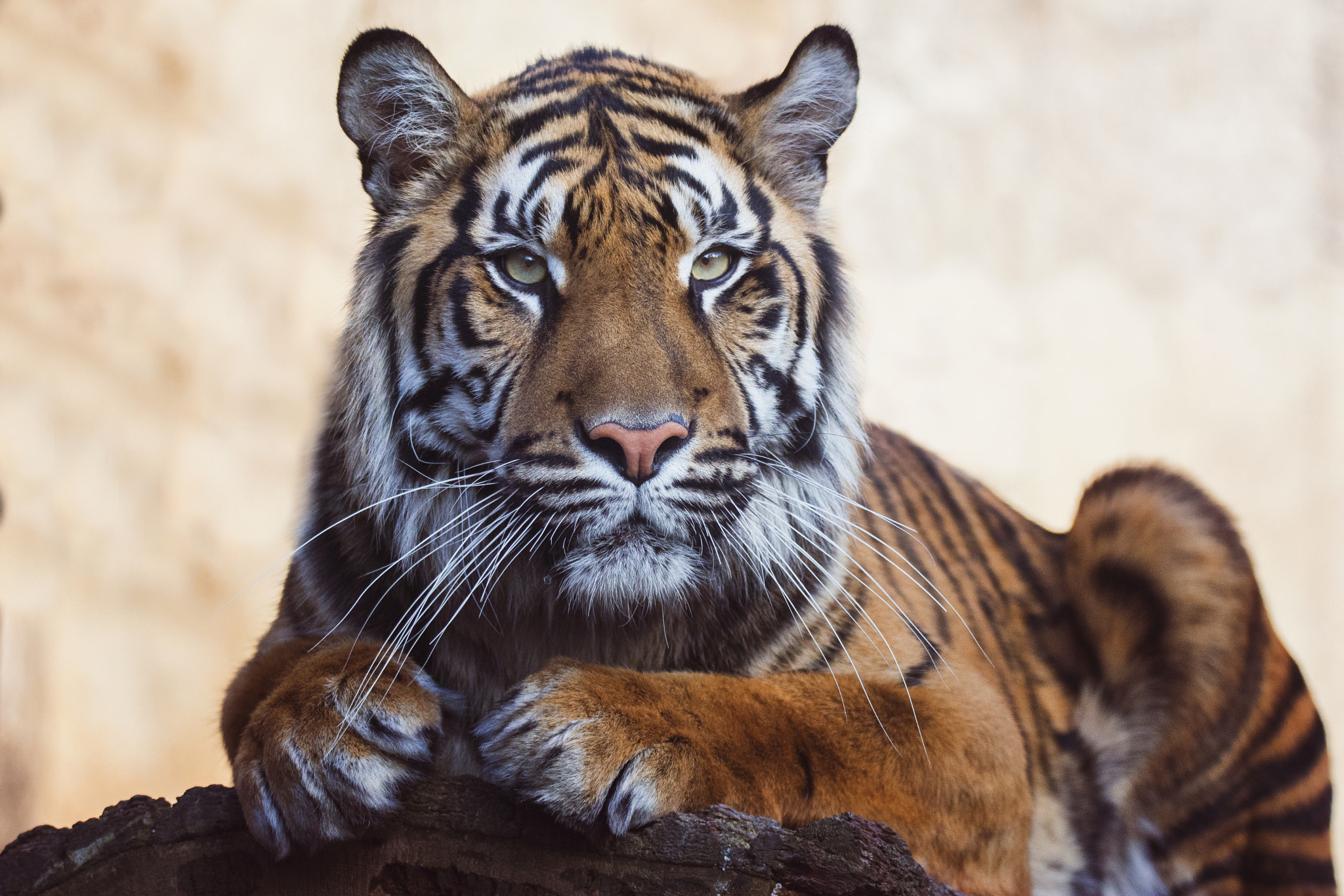 Sigma 150-600mm F5-6.3 DG OS HSM | S sample photo. Sumatran tiger photography