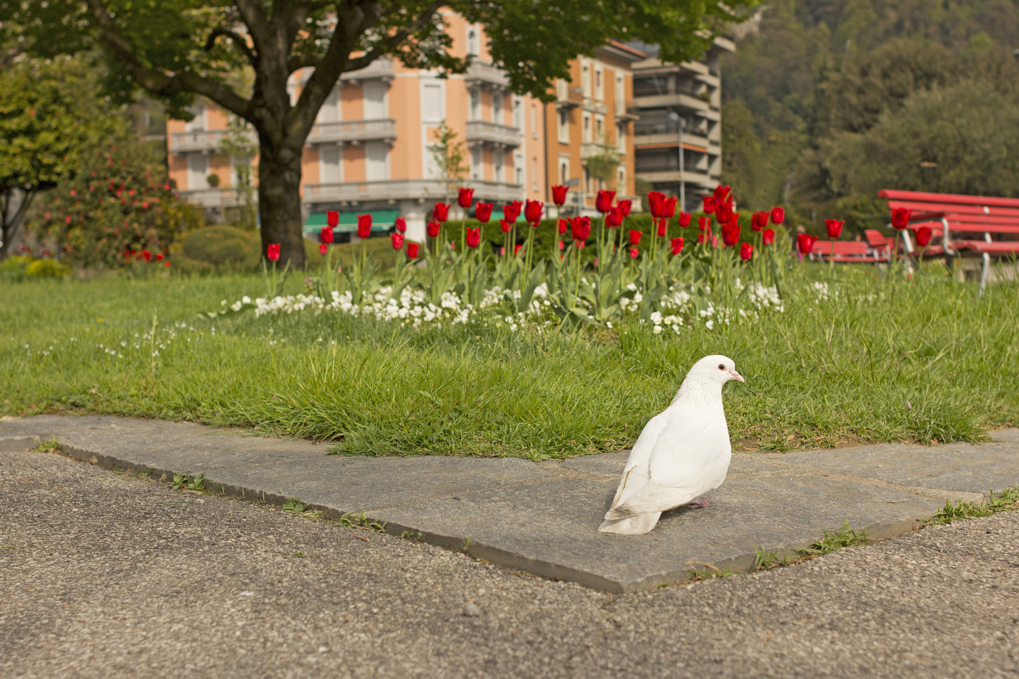 Canon EOS 60D + Canon EF 28mm F1.8 USM sample photo. Here, little pigeon photography