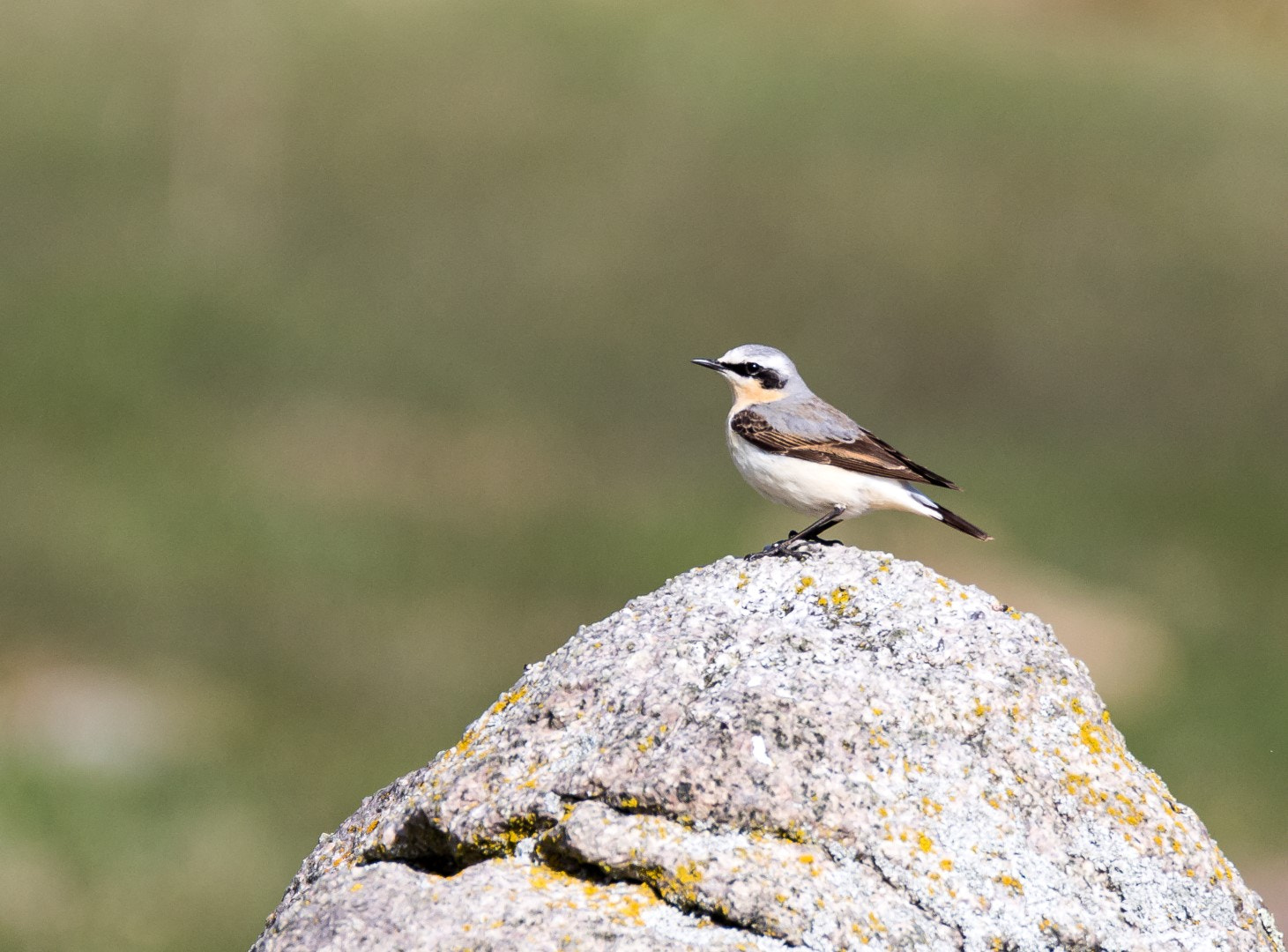 Tamron SP 150-600mm F5-6.3 Di VC USD sample photo. Oenanthe oenanthe photography
