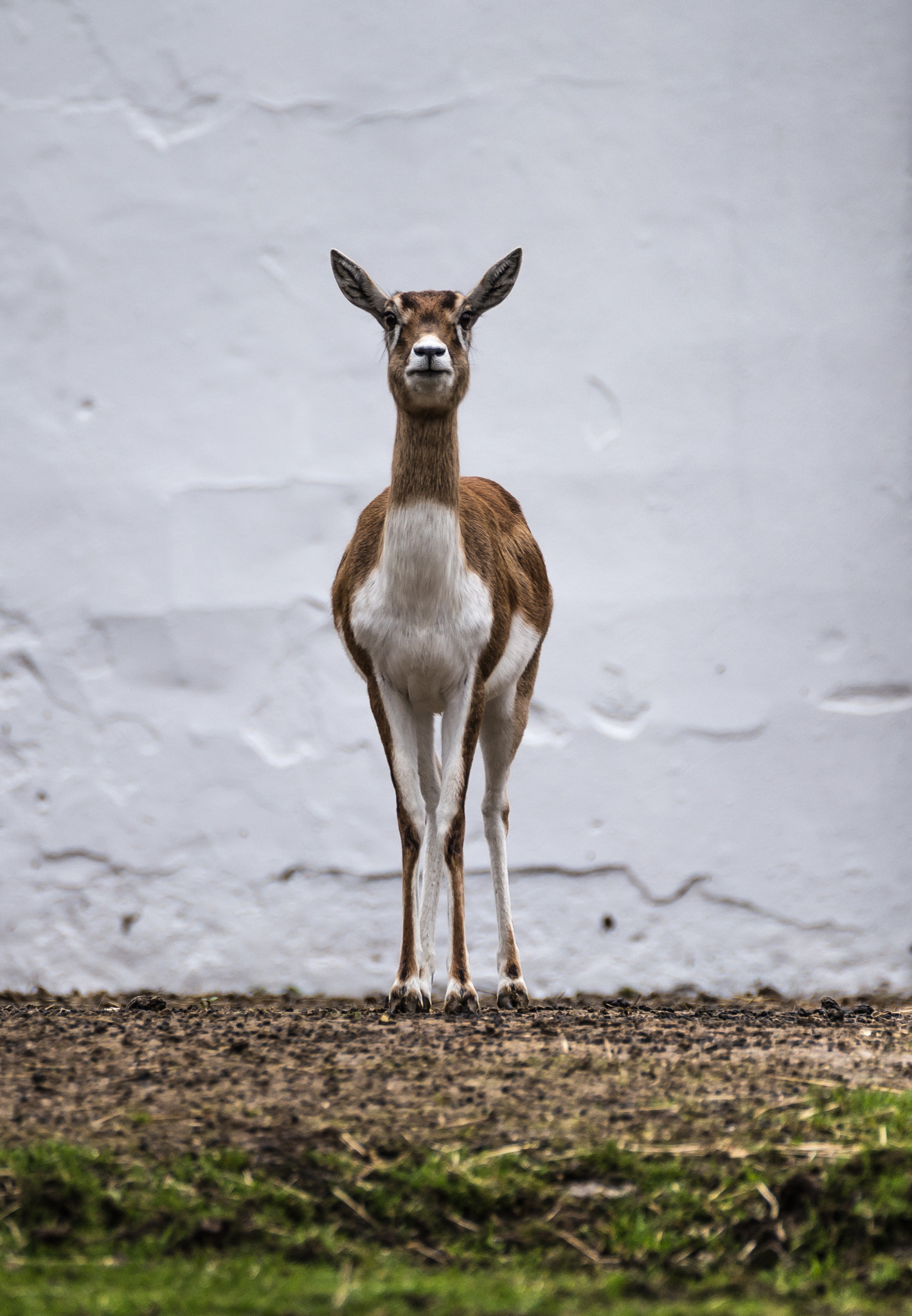 Tamron SP 150-600mm F5-6.3 Di VC USD sample photo. Hey! photography