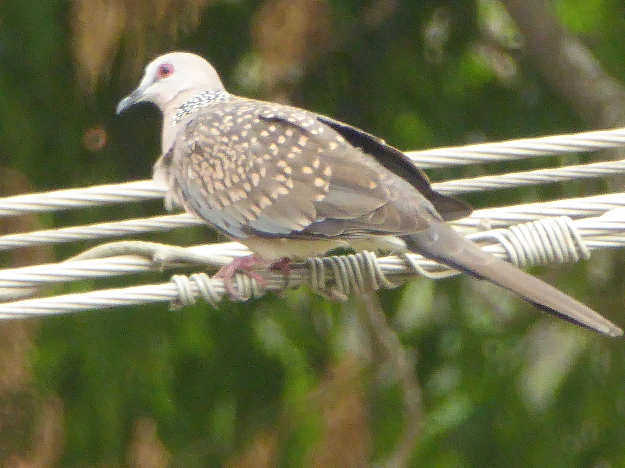 Panasonic Lumix DMC-ZS40 (Lumix DMC-TZ60) sample photo. Birds photography