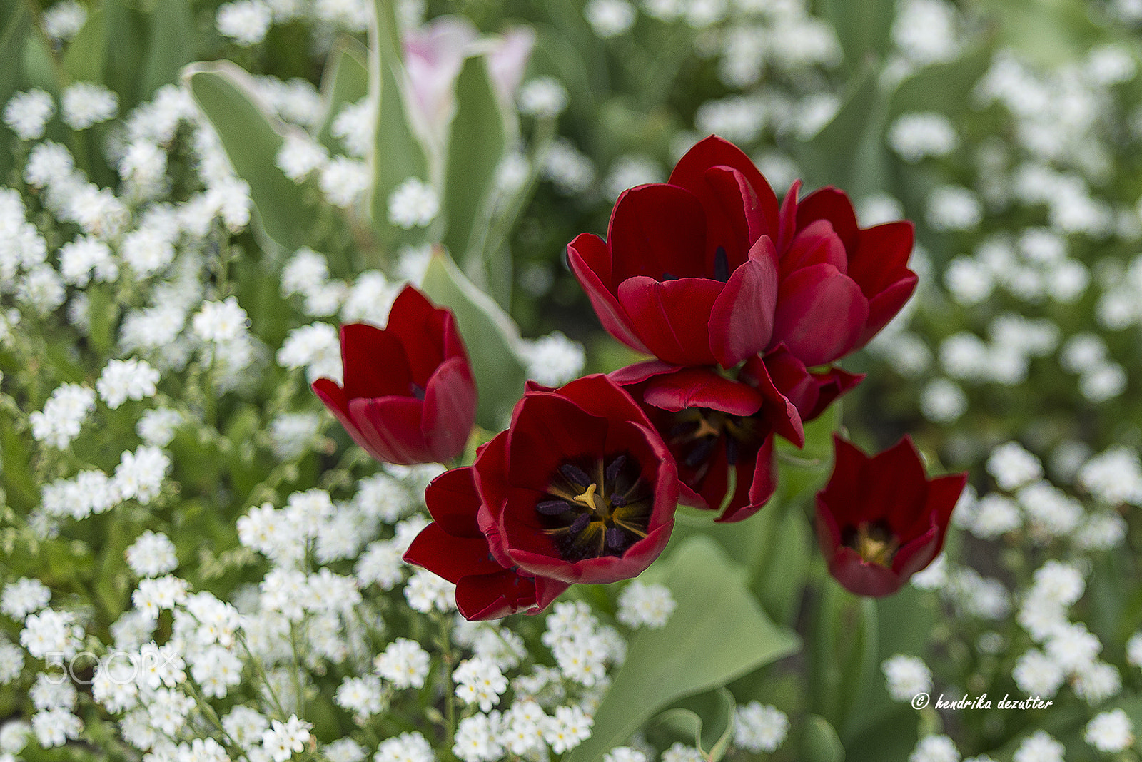 Nikon D800 sample photo. Red tulips photography