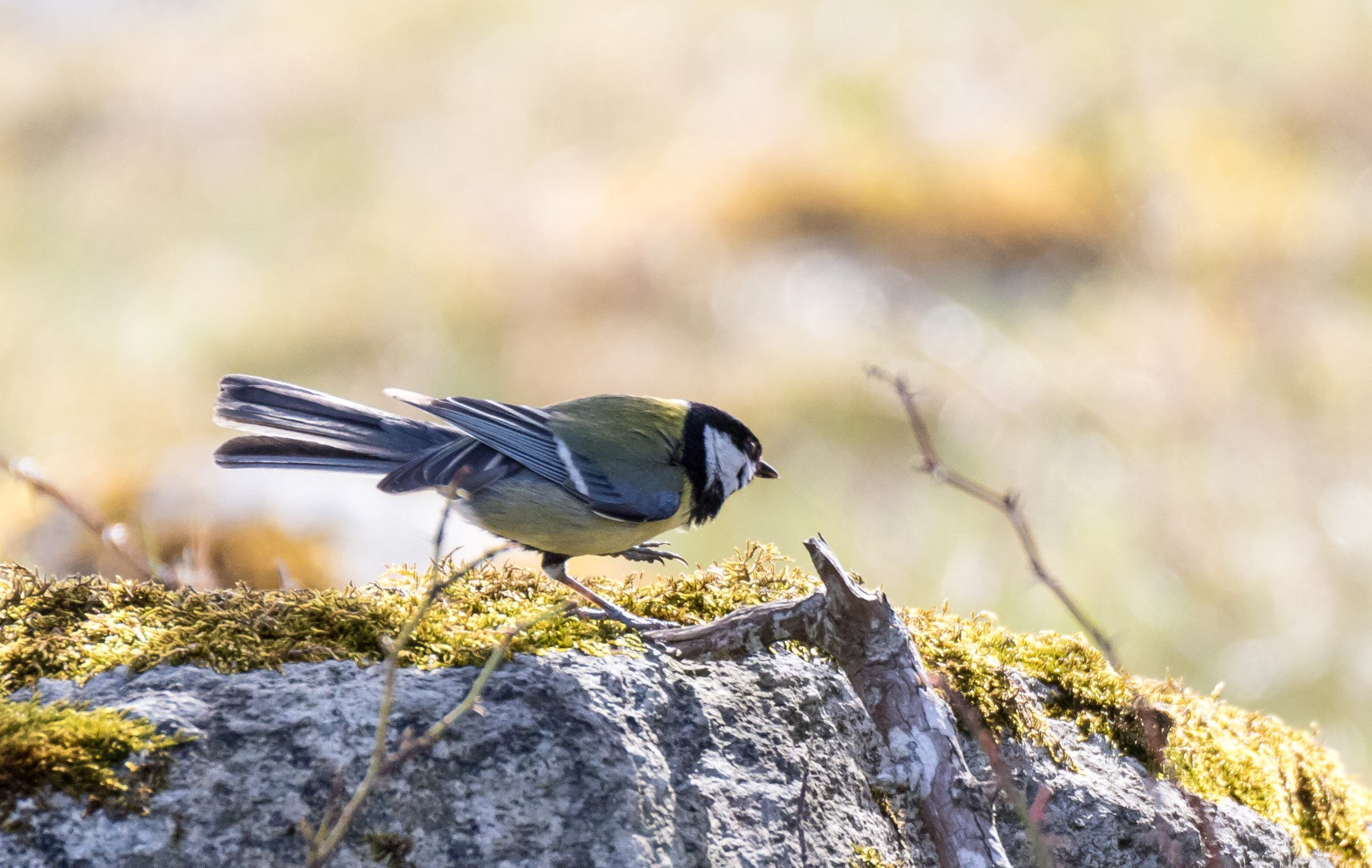 Tamron SP 150-600mm F5-6.3 Di VC USD sample photo. Parus major in hard wind photography