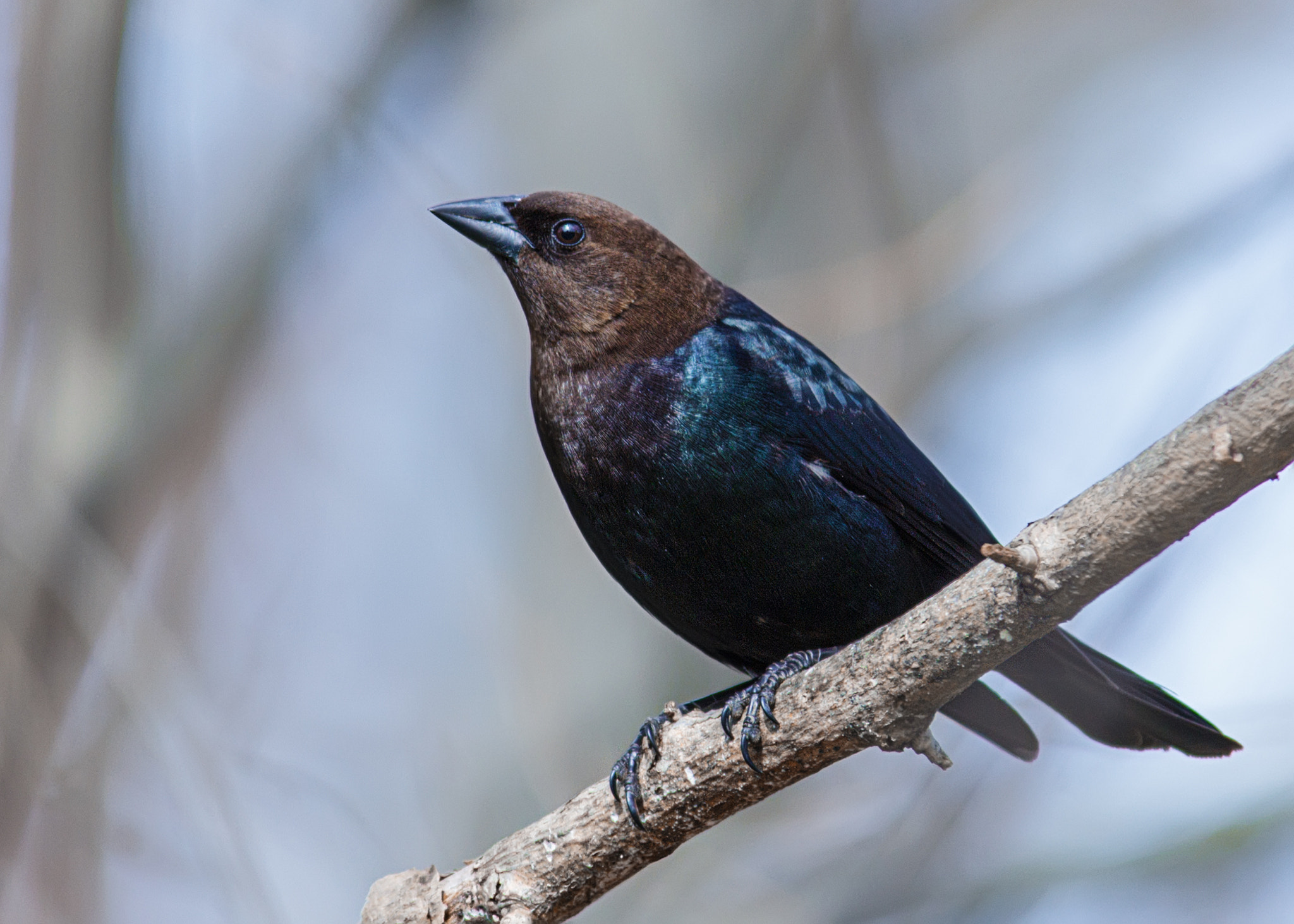 Canon EOS 60D sample photo. Brown-headed cowbird photography