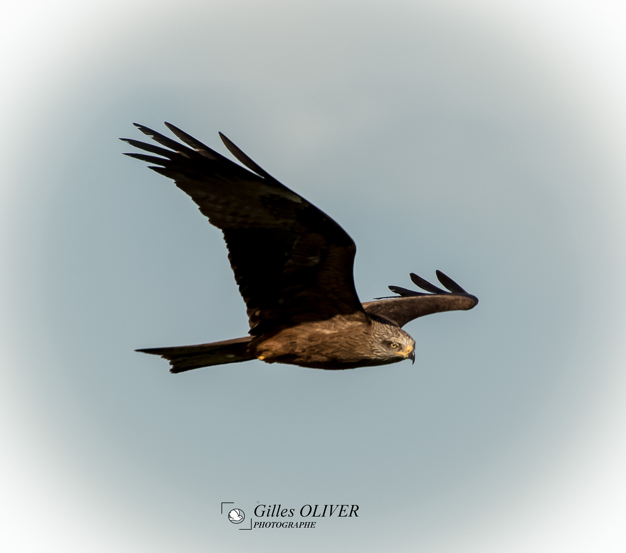 Canon EF 100-400mm F4.5-5.6L IS USM sample photo. Milan noir,  avril 2017, saint -martin-de-crau, provence-alpes-côte d'azur, france  photography