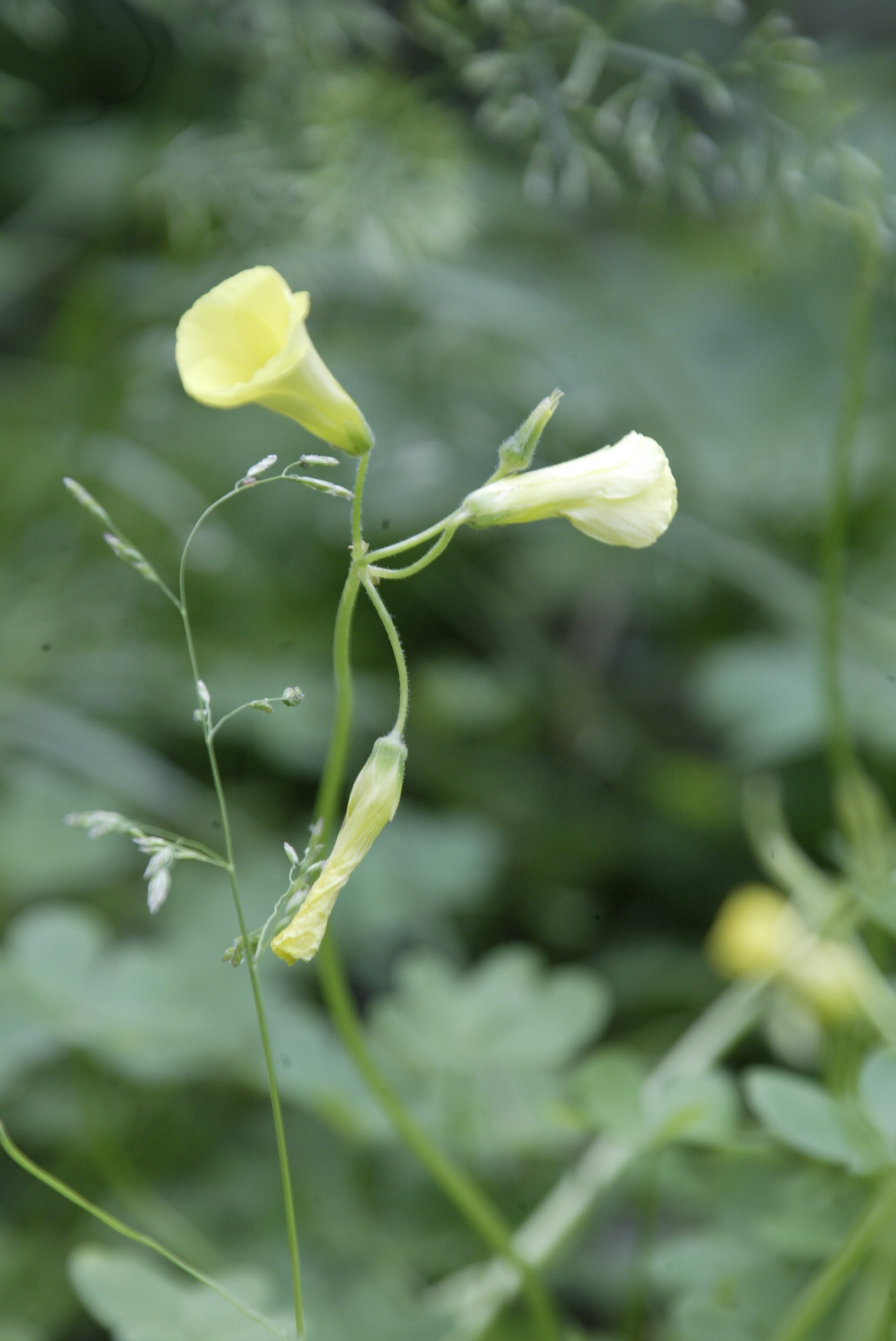 Tamron AF 28-300mm F3.5-6.3 XR Di LD Aspherical (IF) Macro sample photo. Af photography