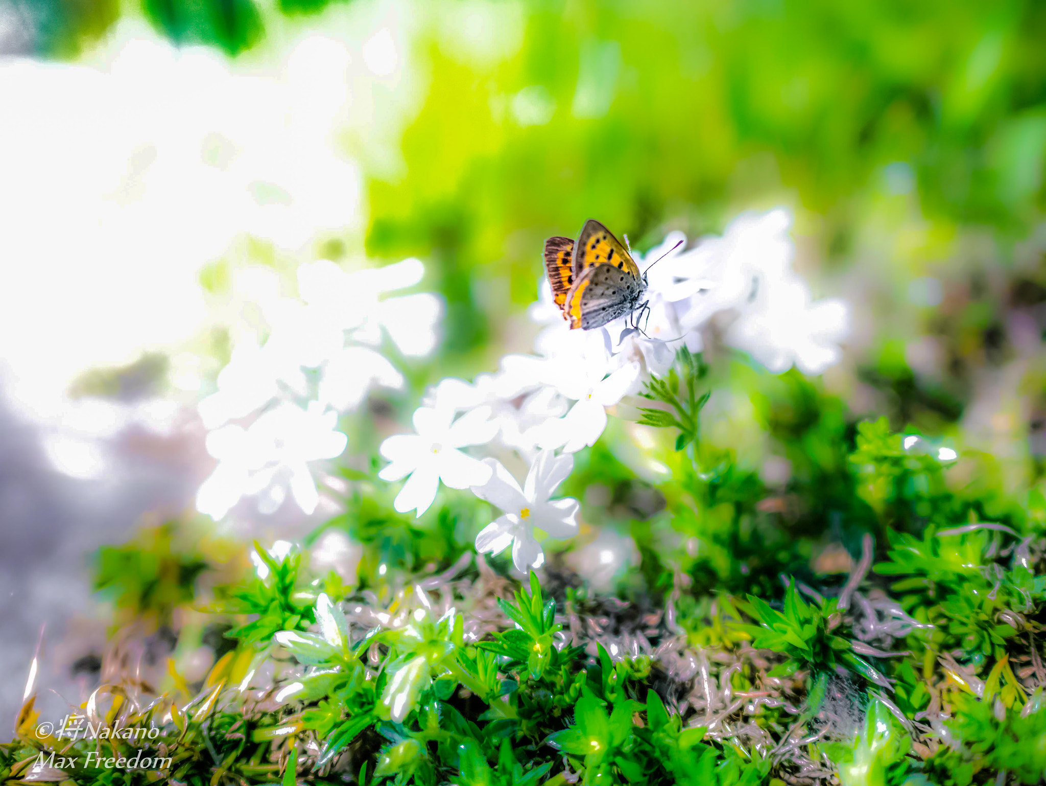 Panasonic DMC-GM1S + LEICA DG SUMMILUX 15/F1.7 sample photo. Butterfly in soft light photography