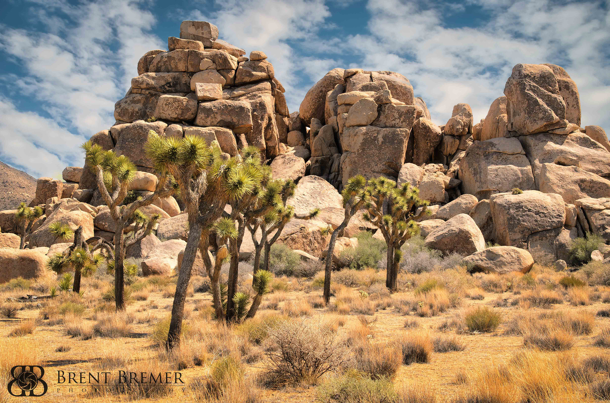 Nikon AF-S Nikkor 24-70mm F2.8G ED sample photo. Joshua tree national park photography