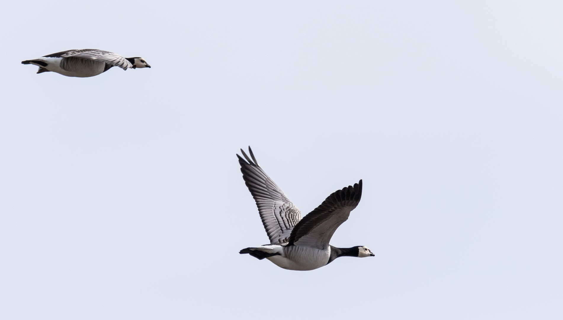 Tamron SP 150-600mm F5-6.3 Di VC USD sample photo. Branta leucopsis in flight photography