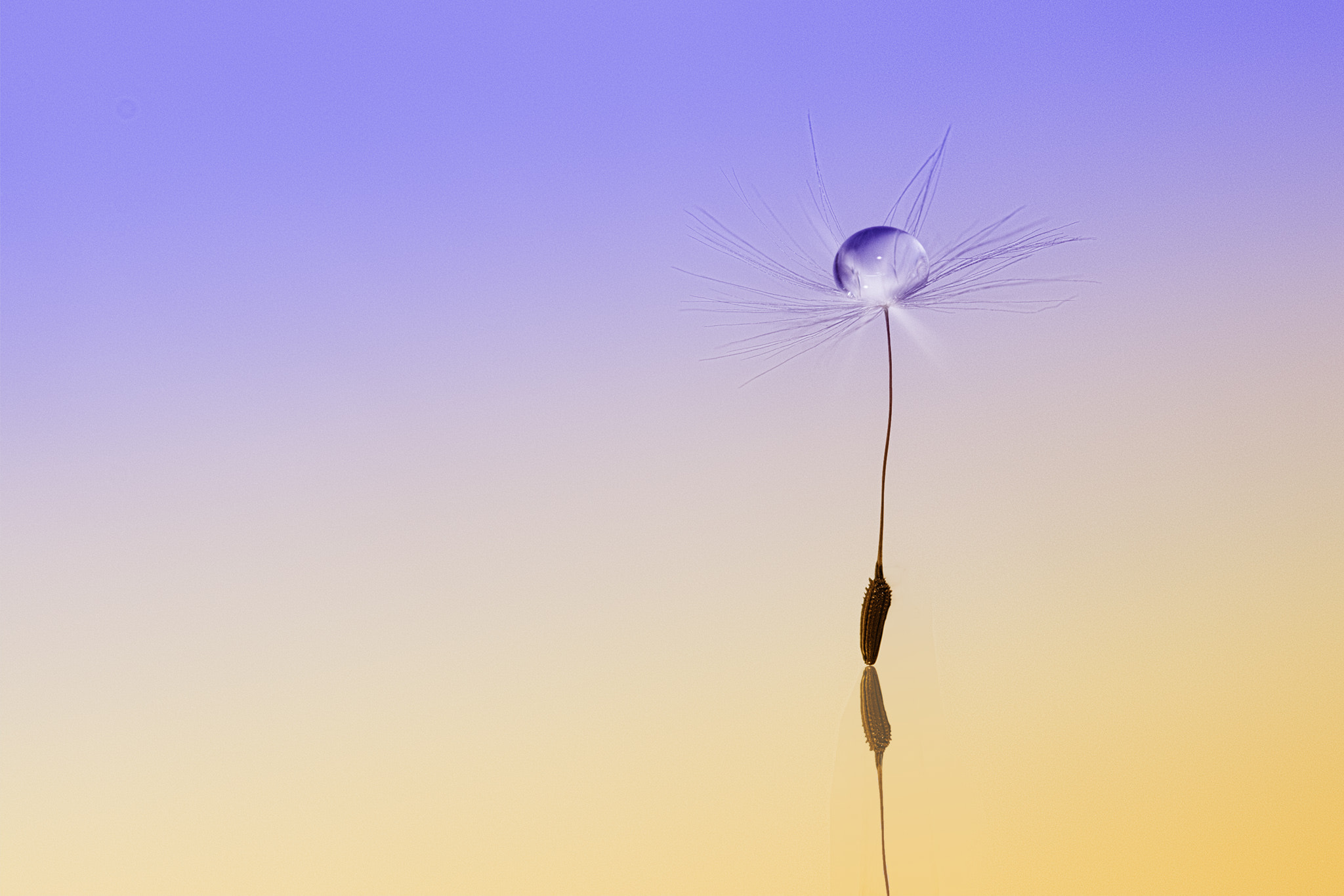 Sigma 105mm F2.8 EX DG OS HSM sample photo. Parachute photography