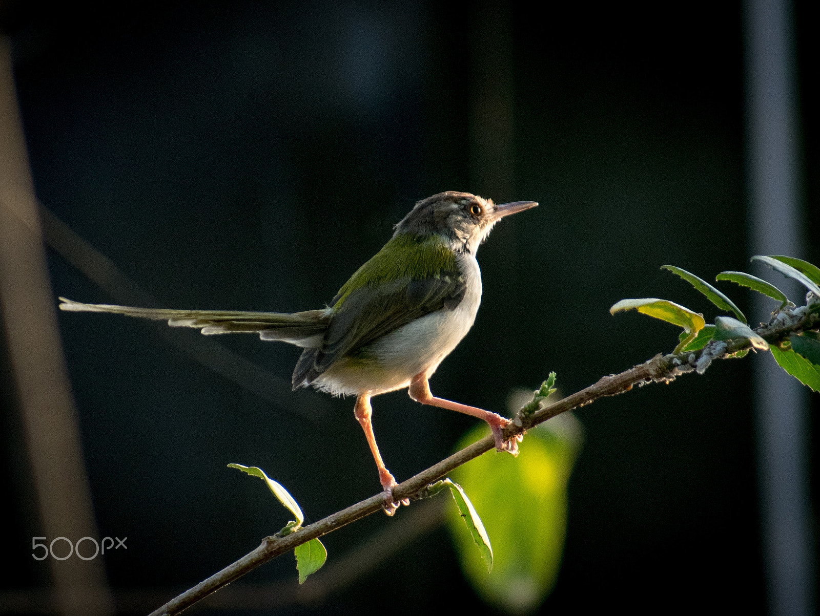 Sigma 70-300mm F4-5.6 DG OS sample photo. Bird photography