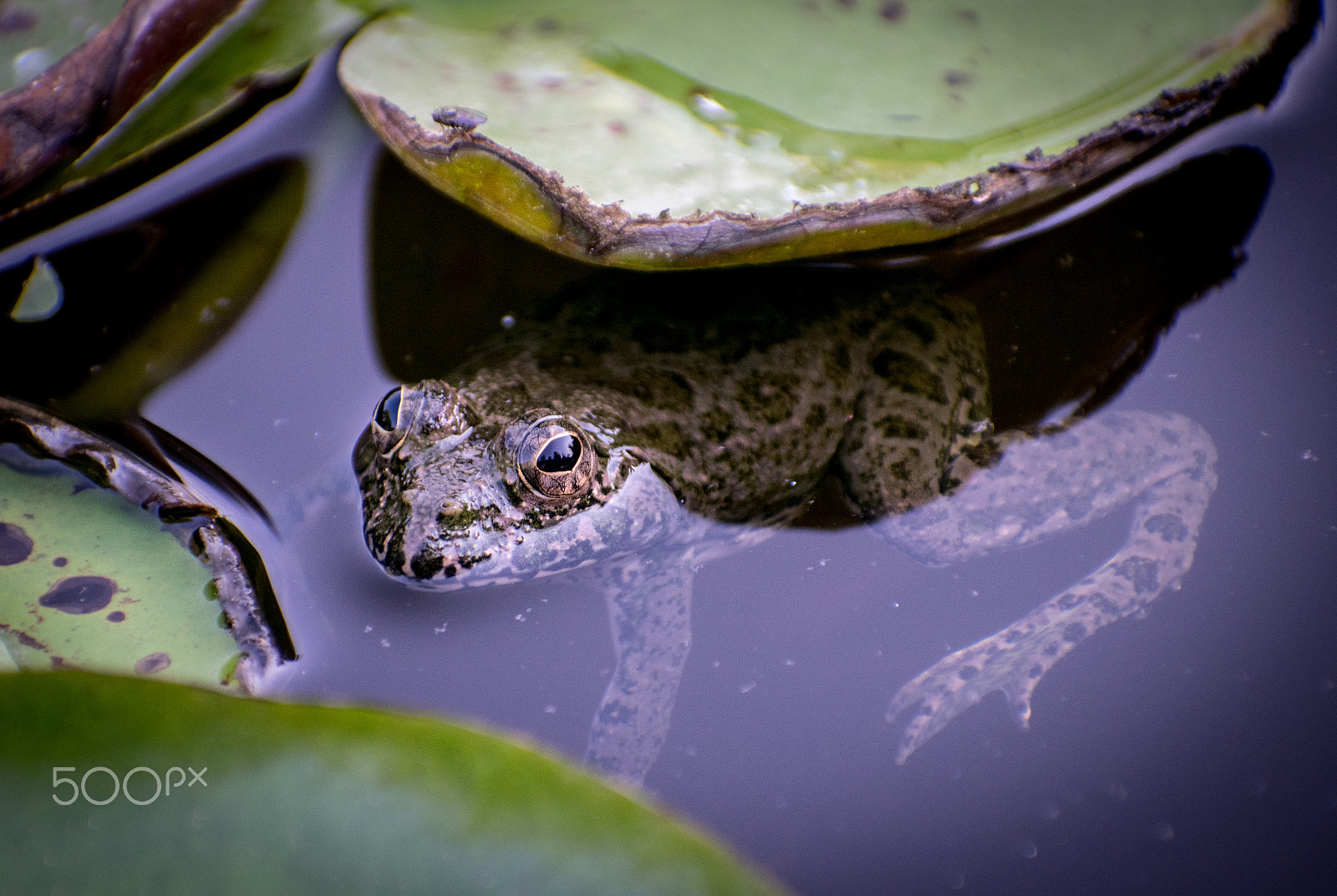 Nikon D3300 + Sigma 70-300mm F4-5.6 DG OS sample photo. Frog photography