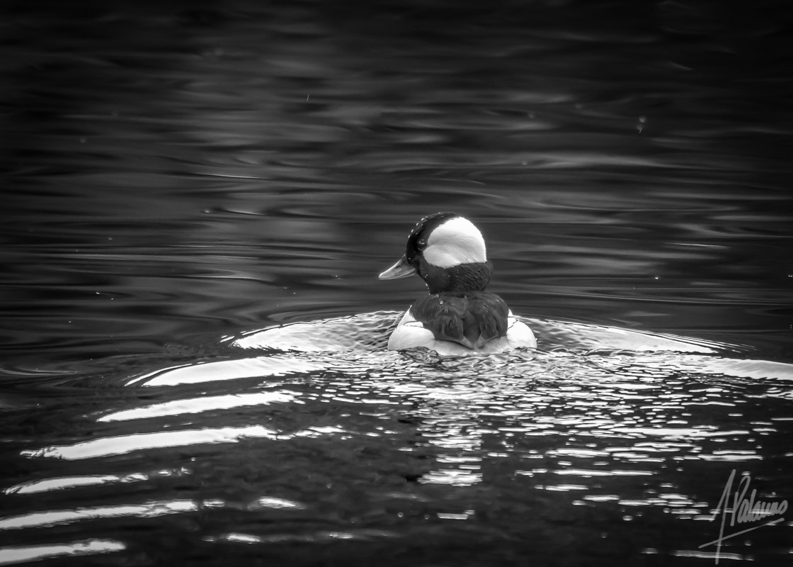 Canon EF 100-400mm F4.5-5.6L IS USM sample photo. Black and white bufflehead at yellow lake photography