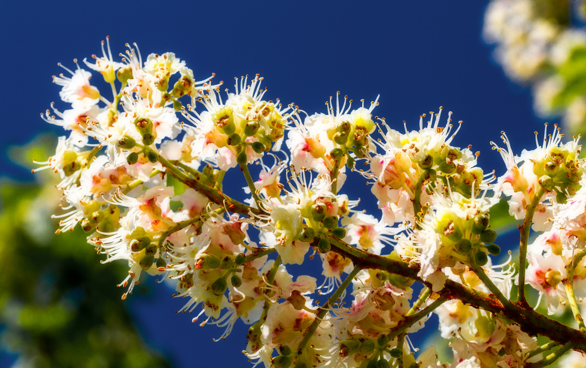 Canon EOS 7D + Sigma 105mm F2.8 EX DG OS HSM sample photo. Chestnutblossoms photography