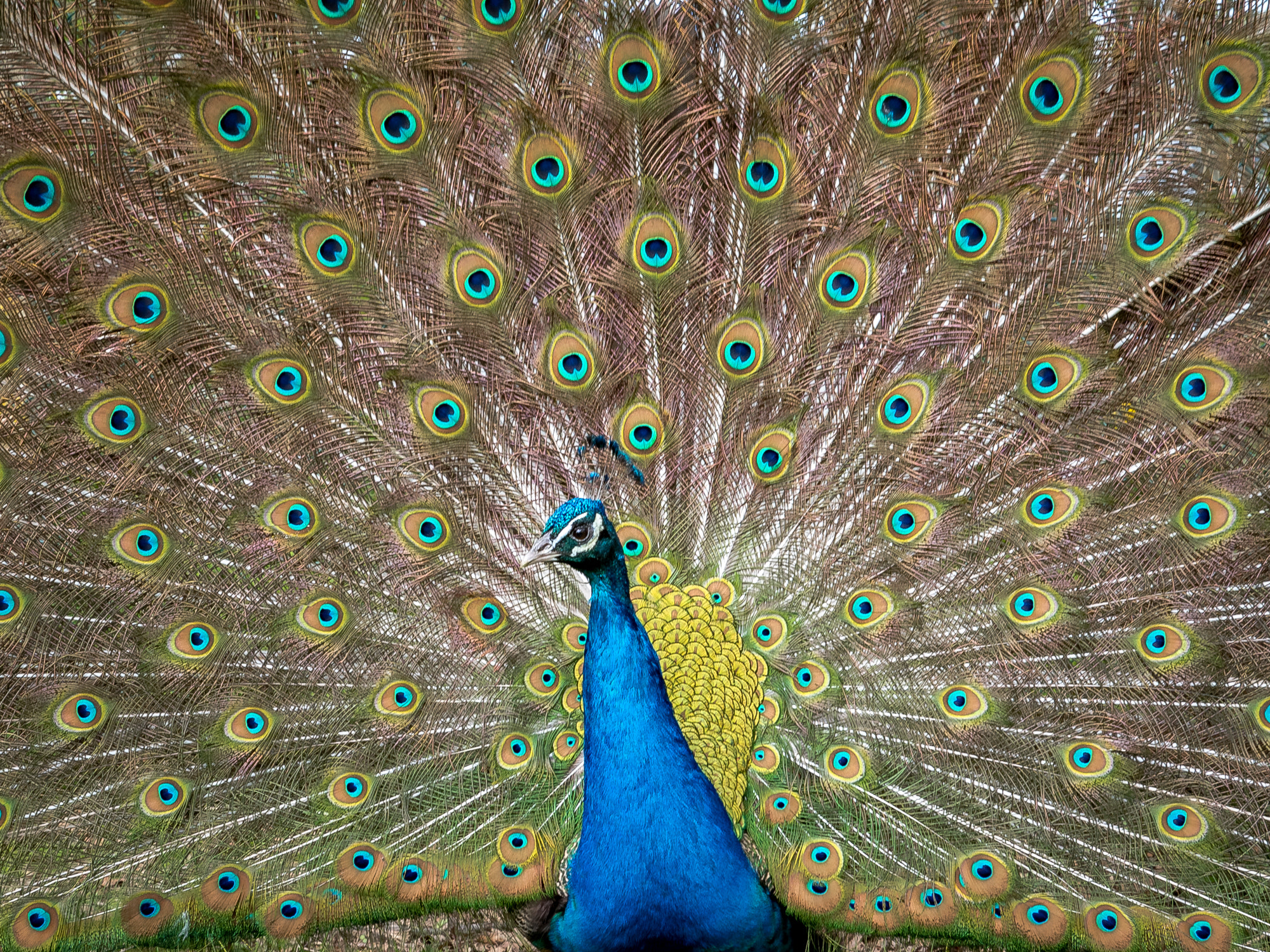 Panasonic Lumix G X Vario 12-35mm F2.8 ASPH Power OIS sample photo. Peacock showing off photography